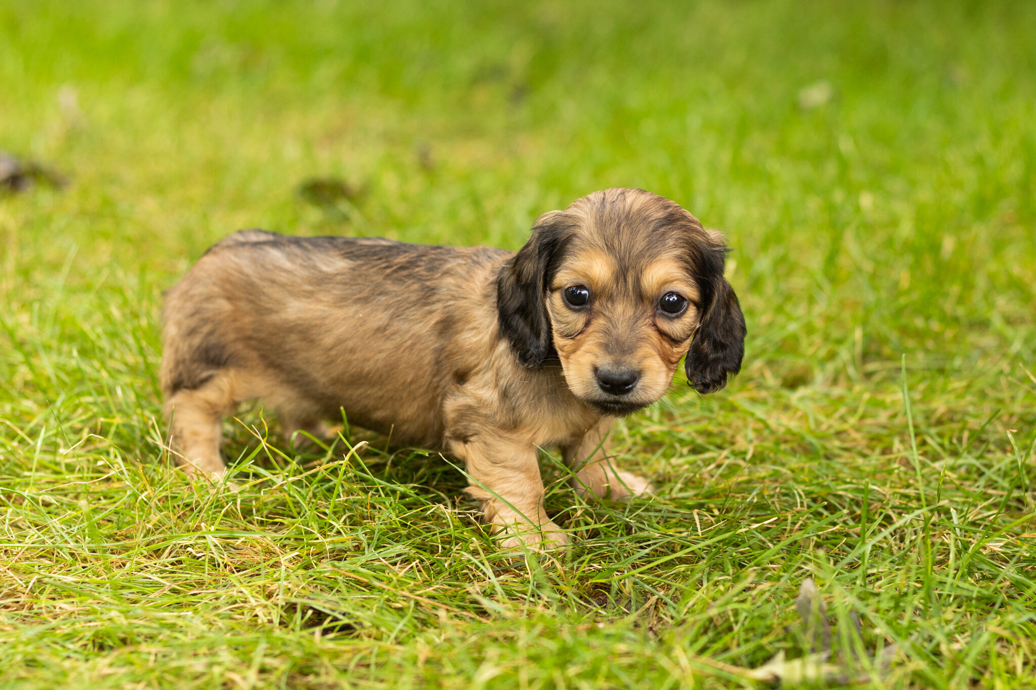 AKC mini dachshund female pup in Indiana (Sadie) image 3