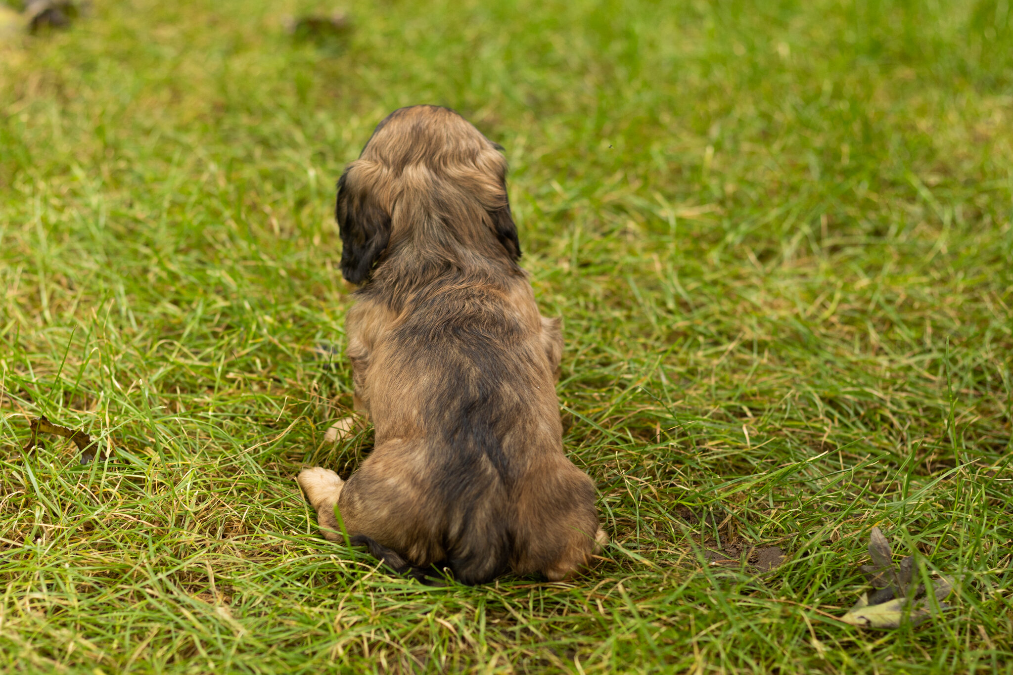 AKC mini dachshund female pup in Indiana (Sadie) image 4