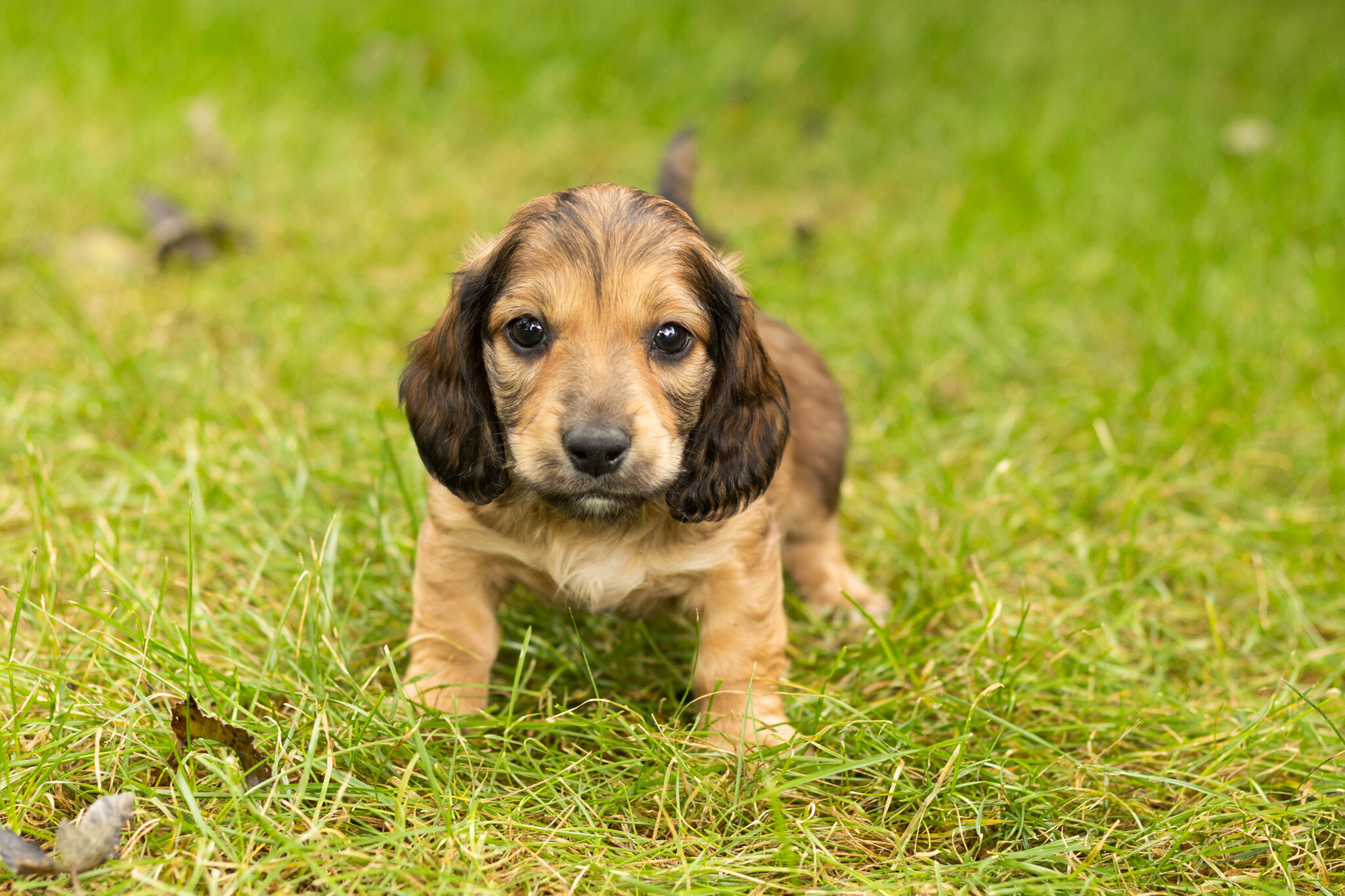 AKC mini dachshund male pup in Indiana (Silas) image 1