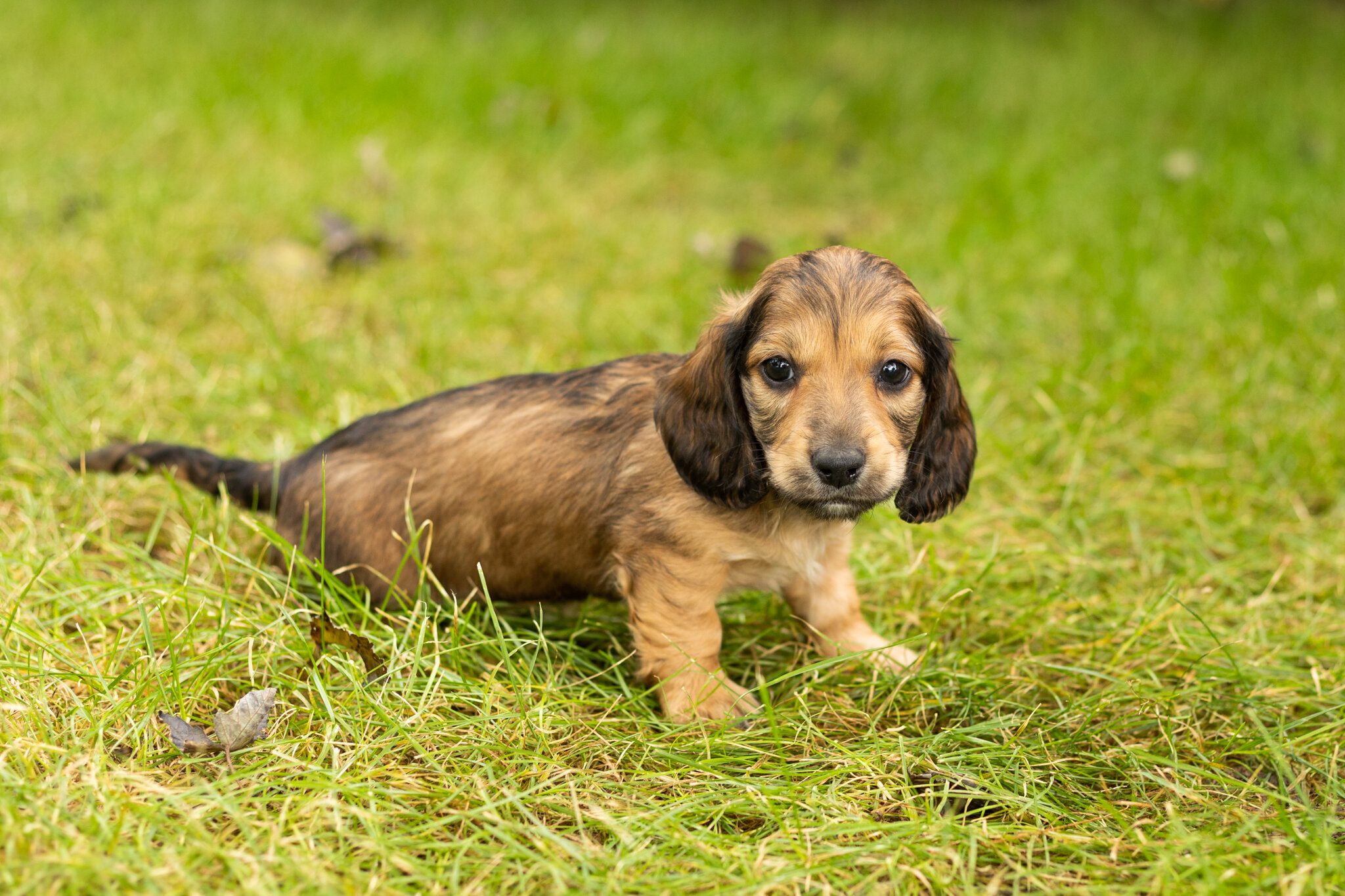 AKC mini dachshund male pup in Indiana (Silas) image 2