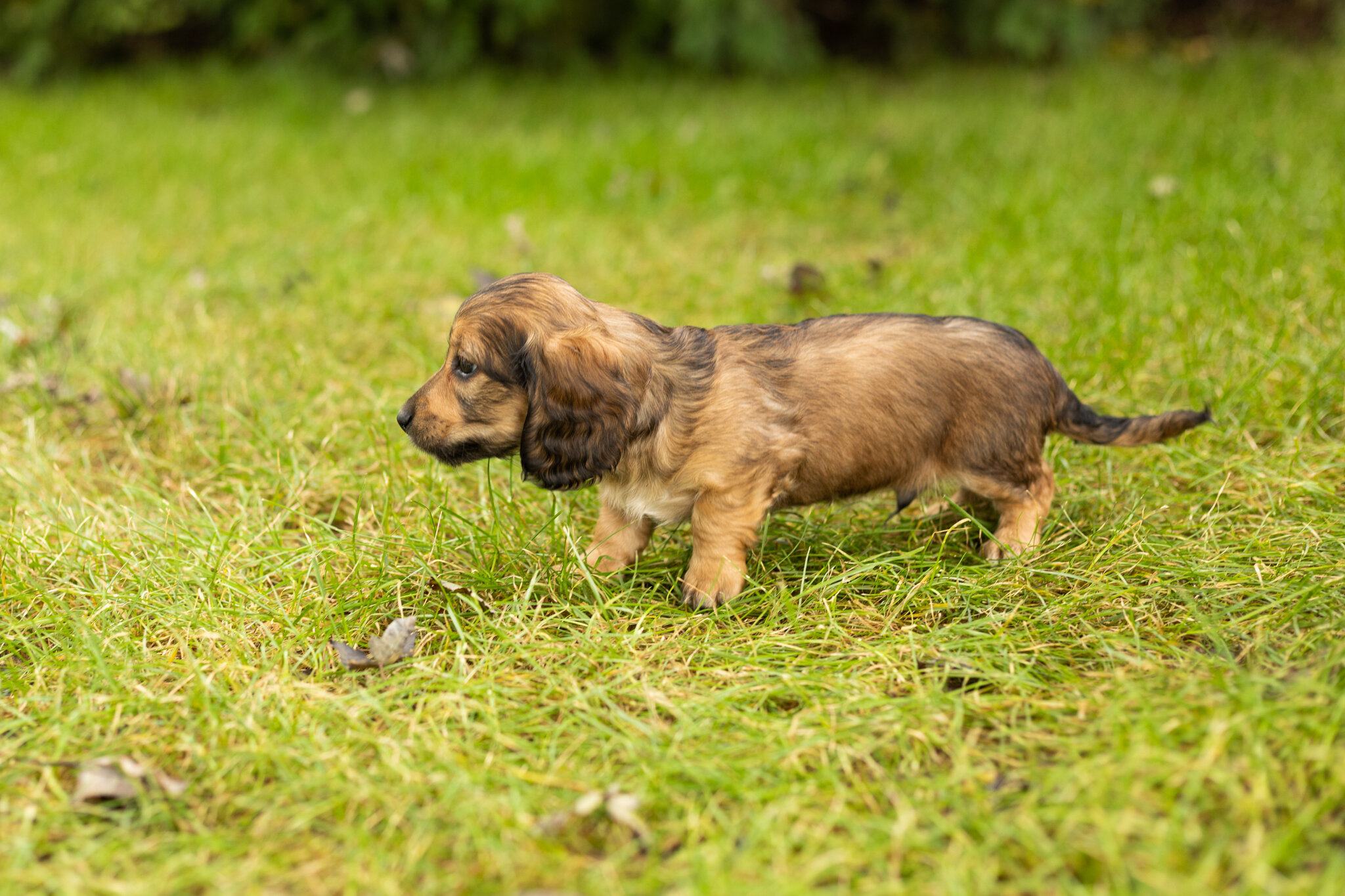 AKC mini dachshund male pup in Indiana (Silas) image 3