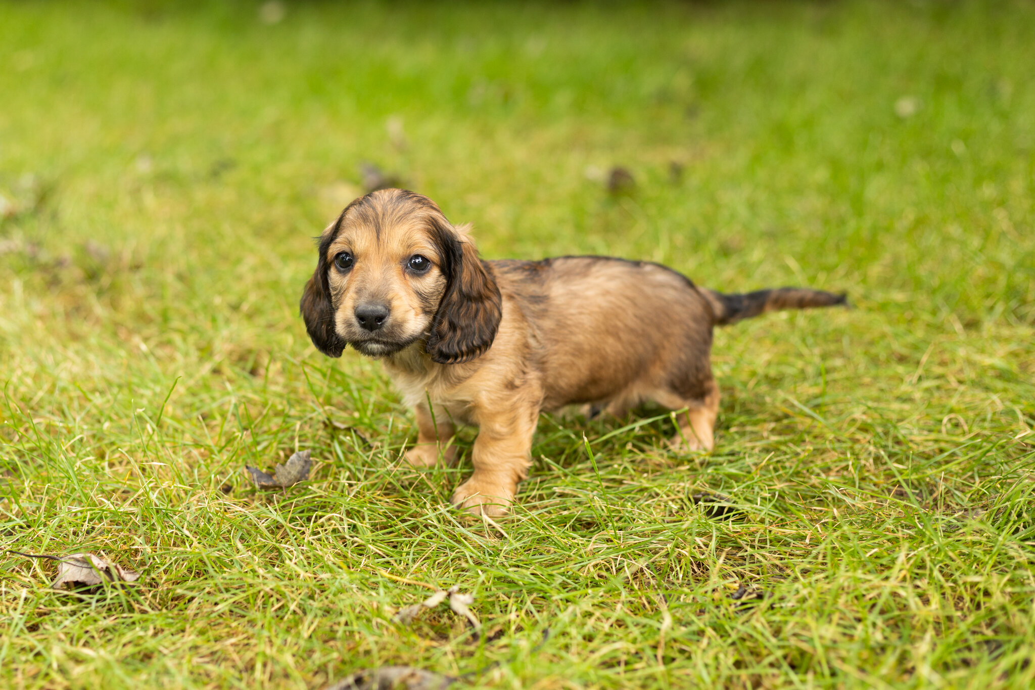 AKC mini dachshund male pup in Indiana (Silas) image 4