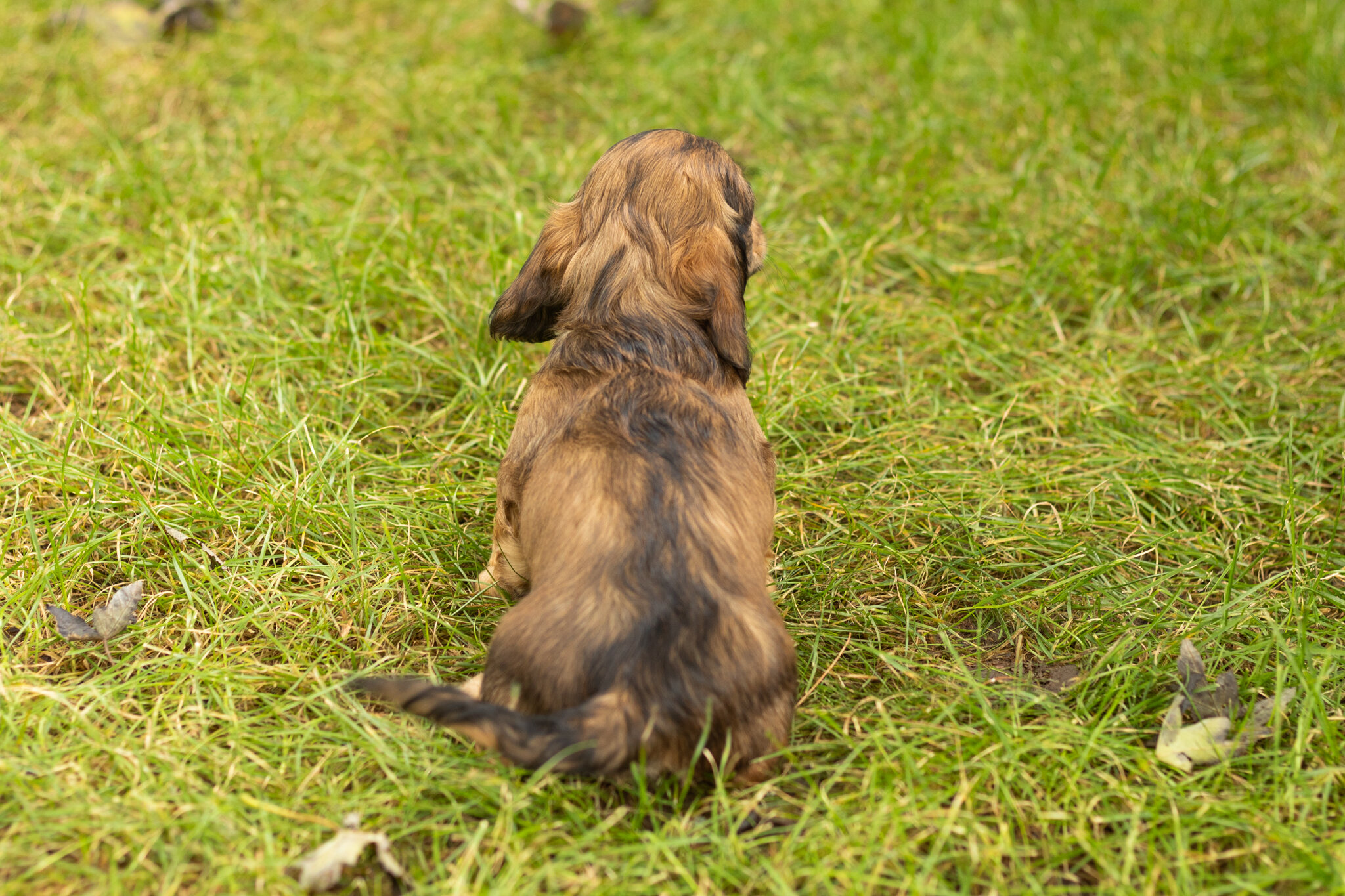 AKC mini dachshund male pup in Indiana (Silas) image 5