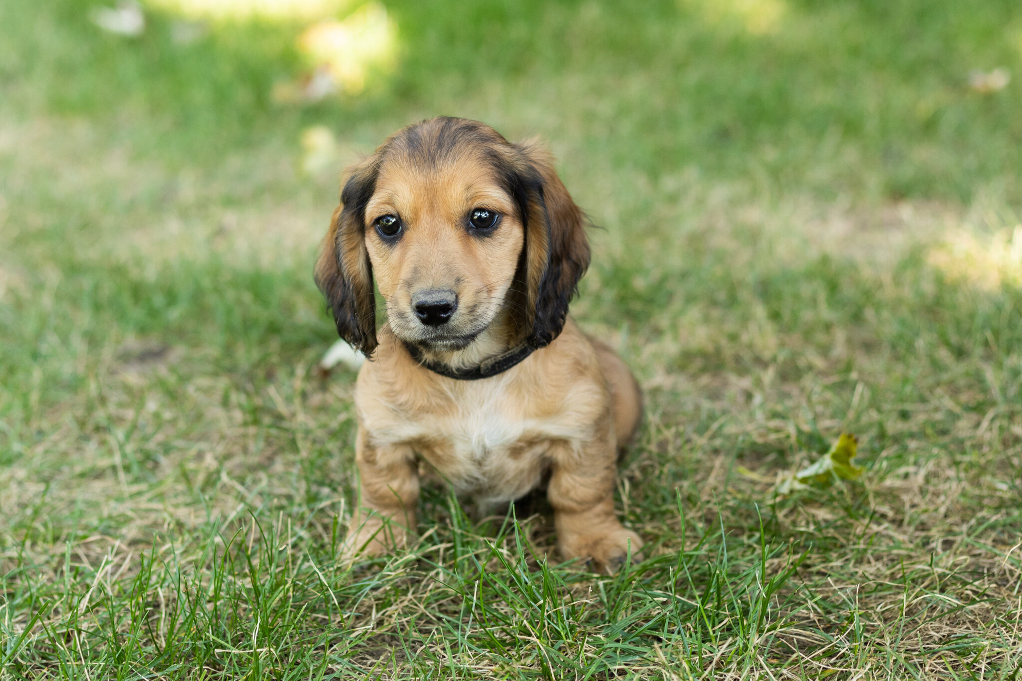 AKC mini dachshund male pup in Indiana (Silas) image 1