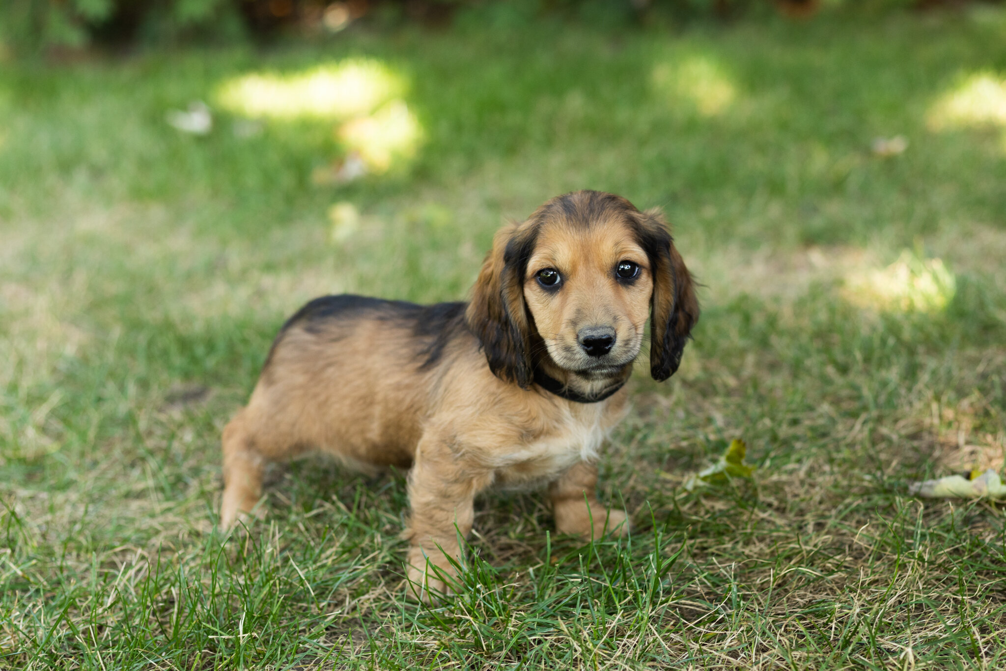 AKC mini dachshund male pup in Indiana (Silas) image 2