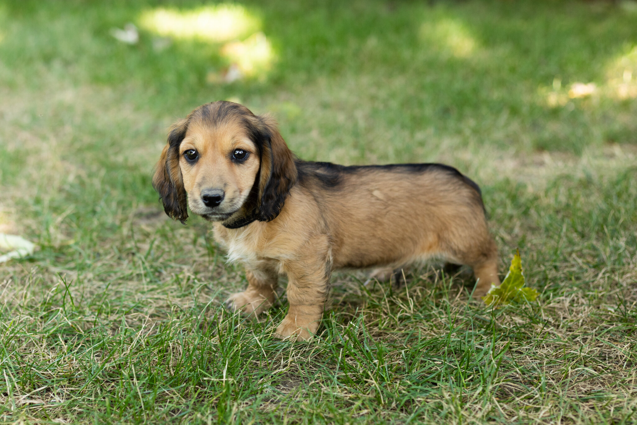 AKC mini dachshund male pup in Indiana (Silas) image 3