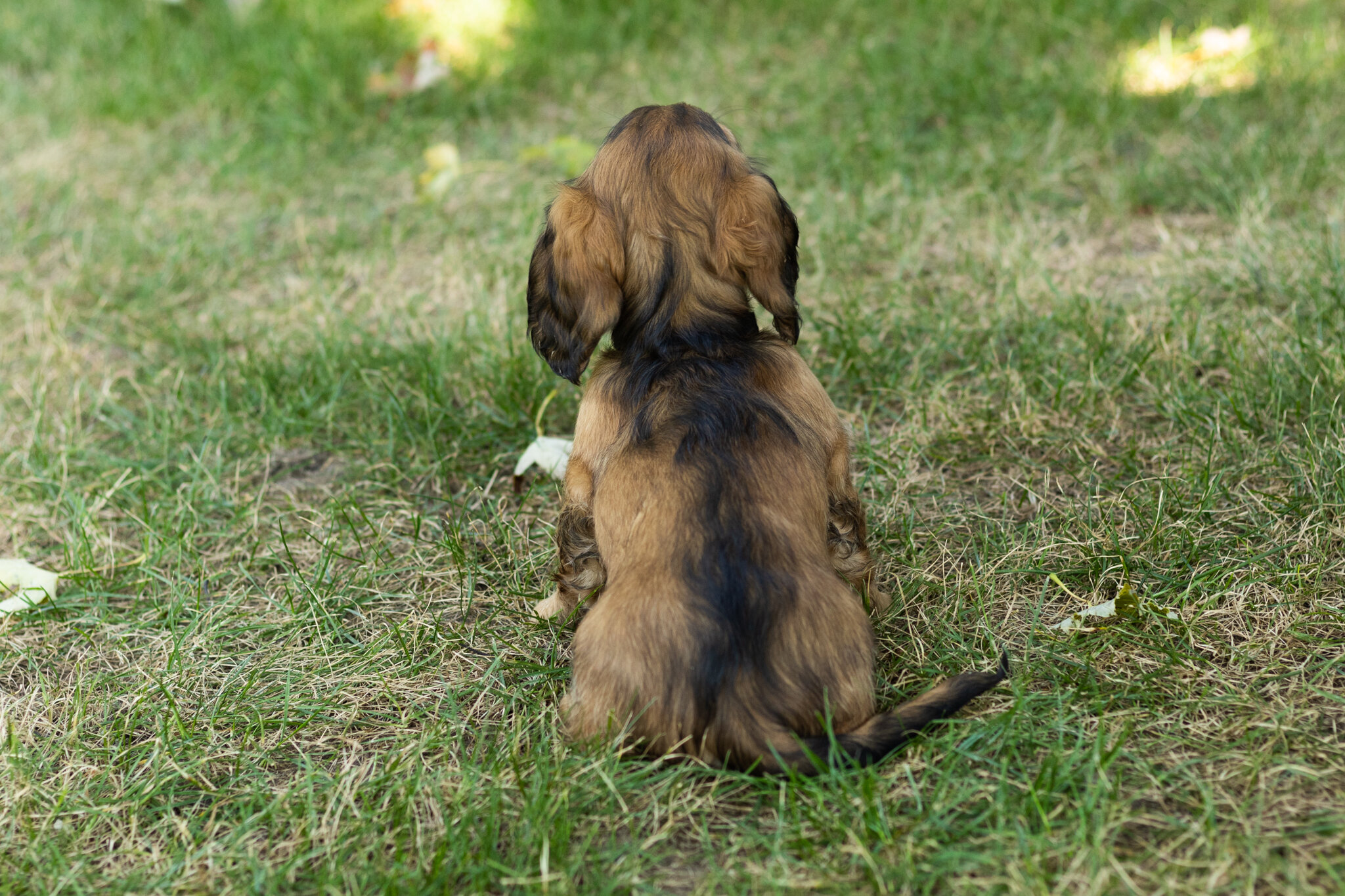 AKC mini dachshund male pup in Indiana (Silas) image 4