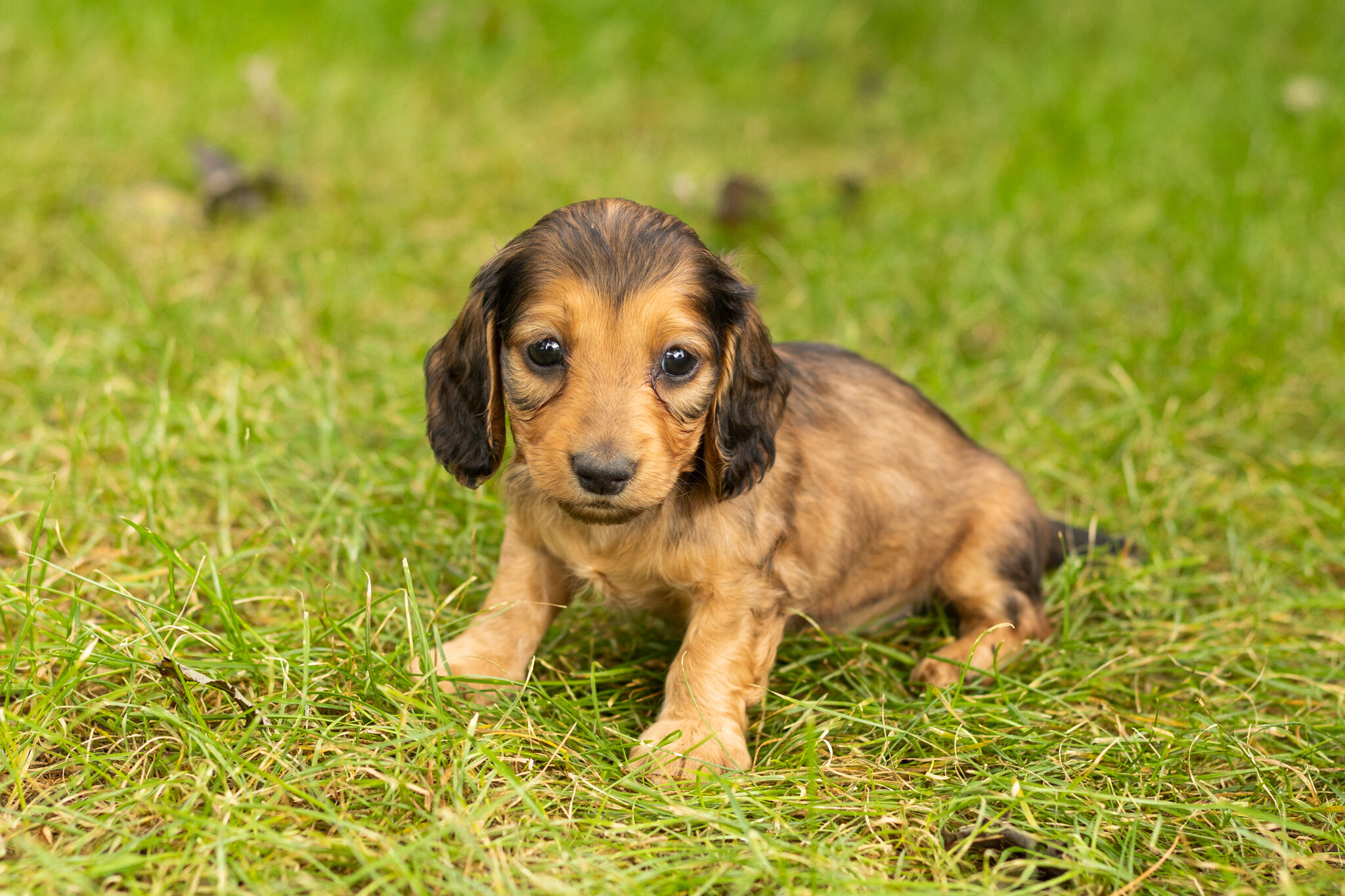 AKC mini dachshund male pup in Indiana (Milo) image 1