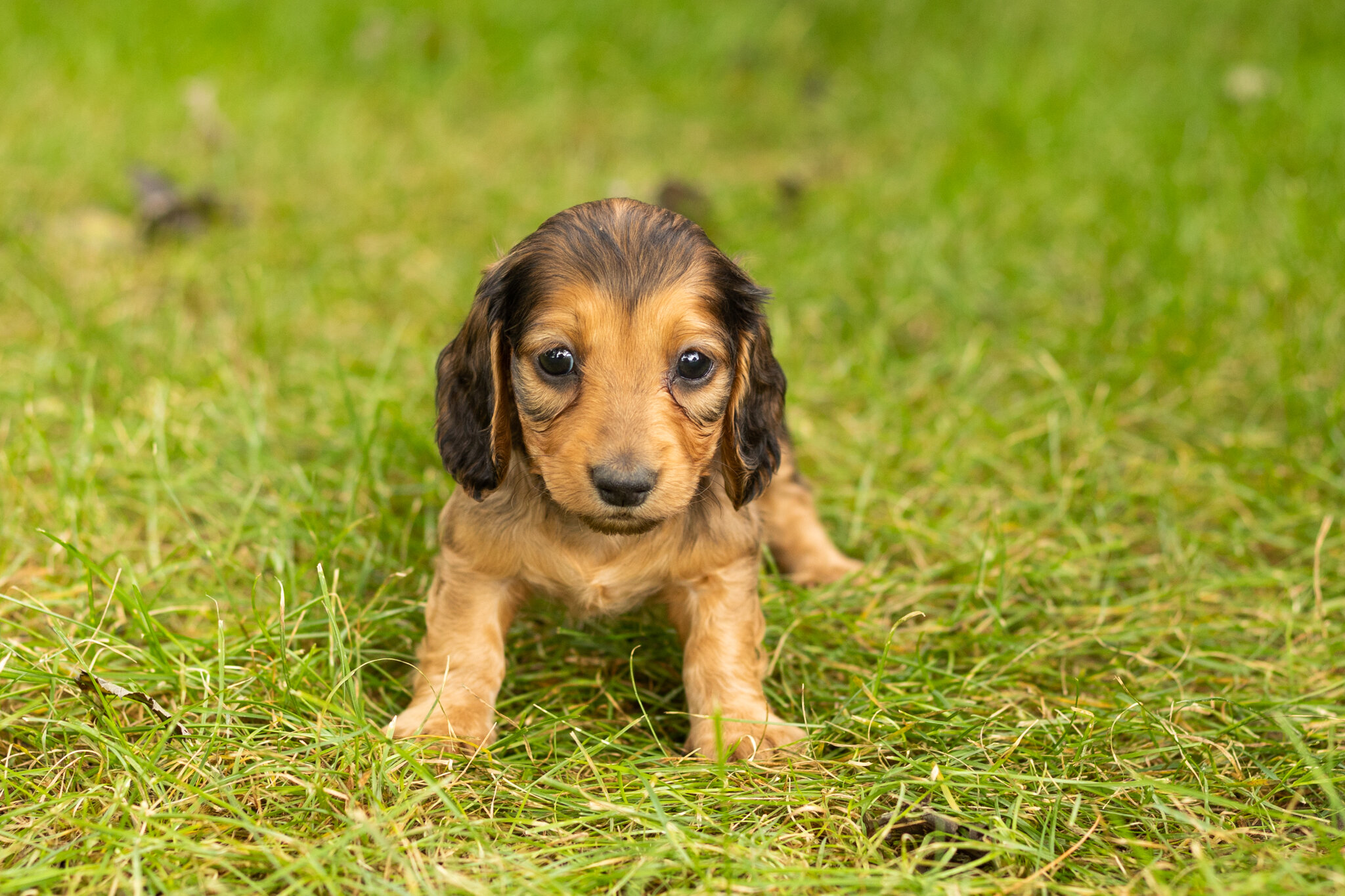 AKC mini dachshund male pup in Indiana (Milo) image 2