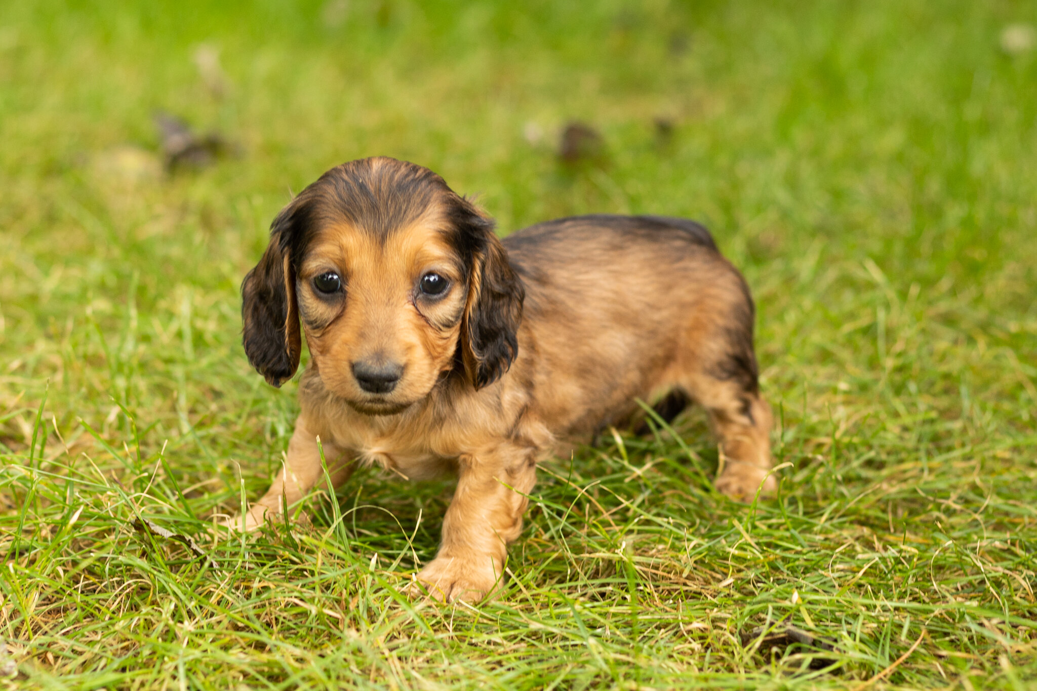 AKC mini dachshund male pup in Indiana (Milo) image 3
