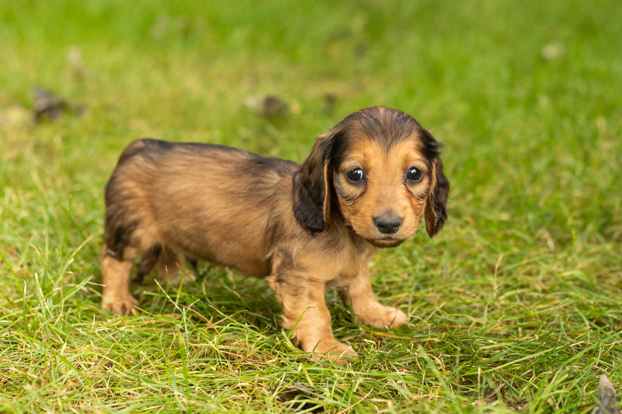 AKC mini dachshund male pup in Indiana (Milo) image 4