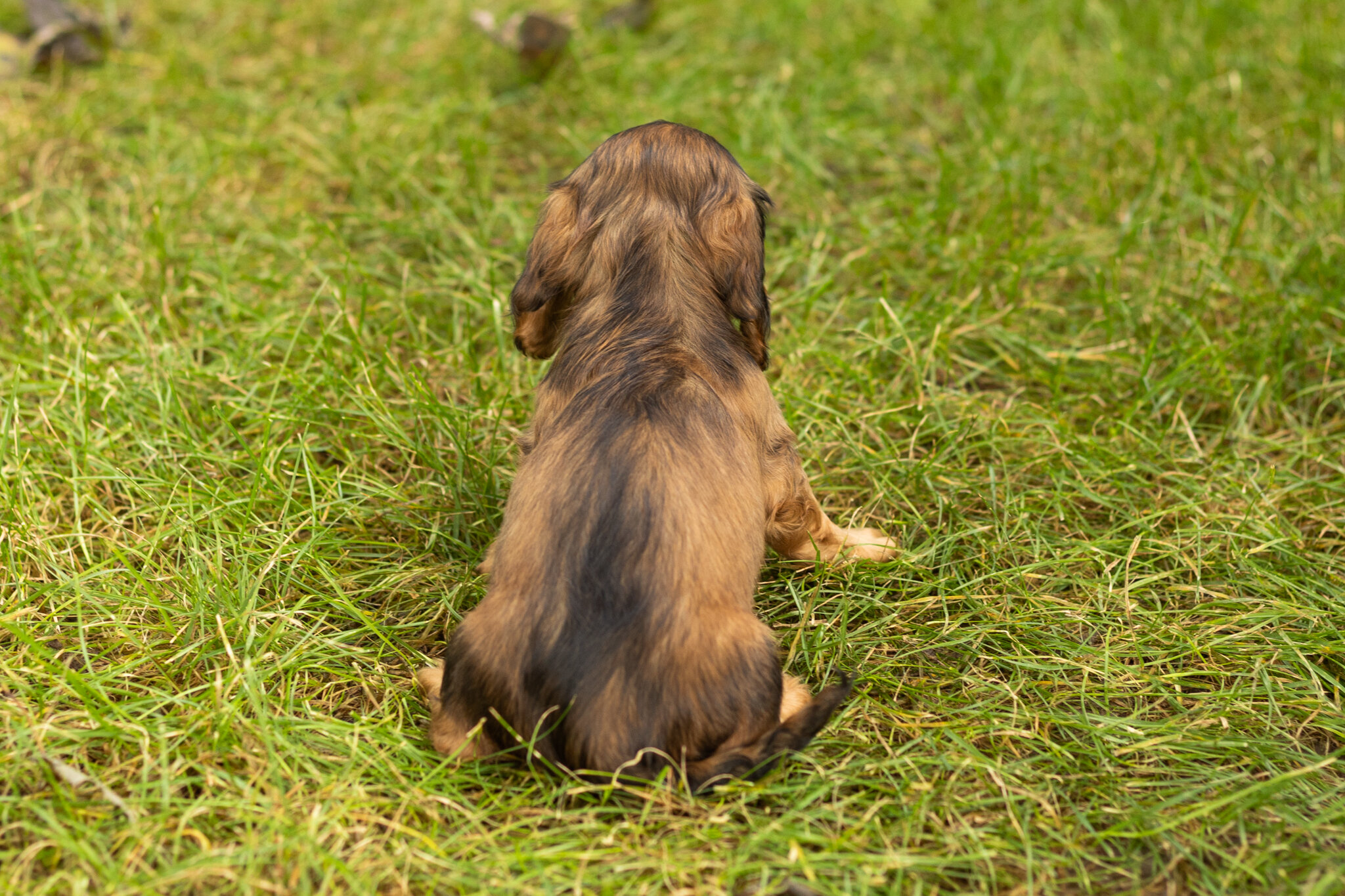 AKC mini dachshund male pup in Indiana (Milo) image 5