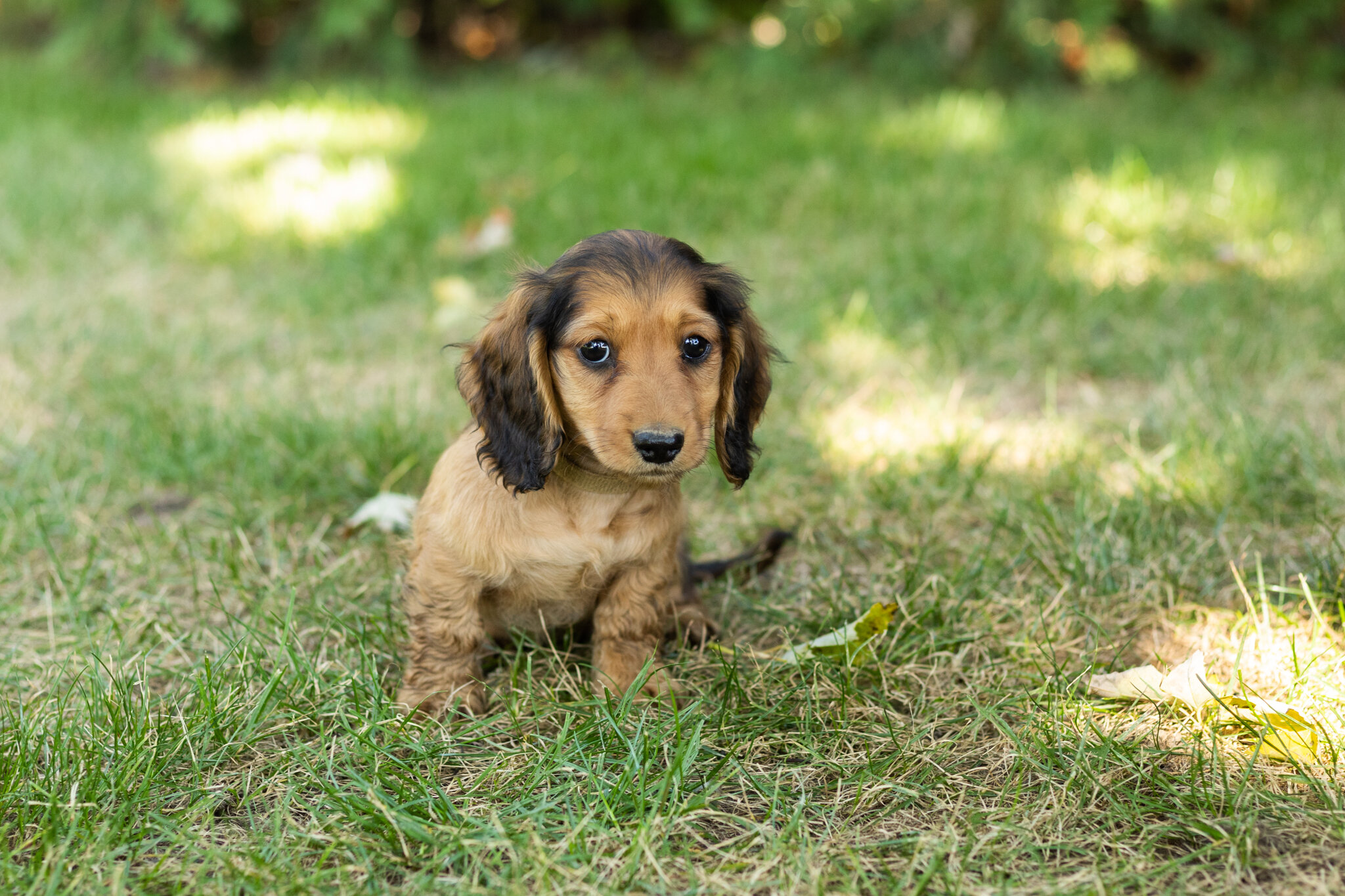AKC mini dachshund male pup in Indiana (Milo) image 2