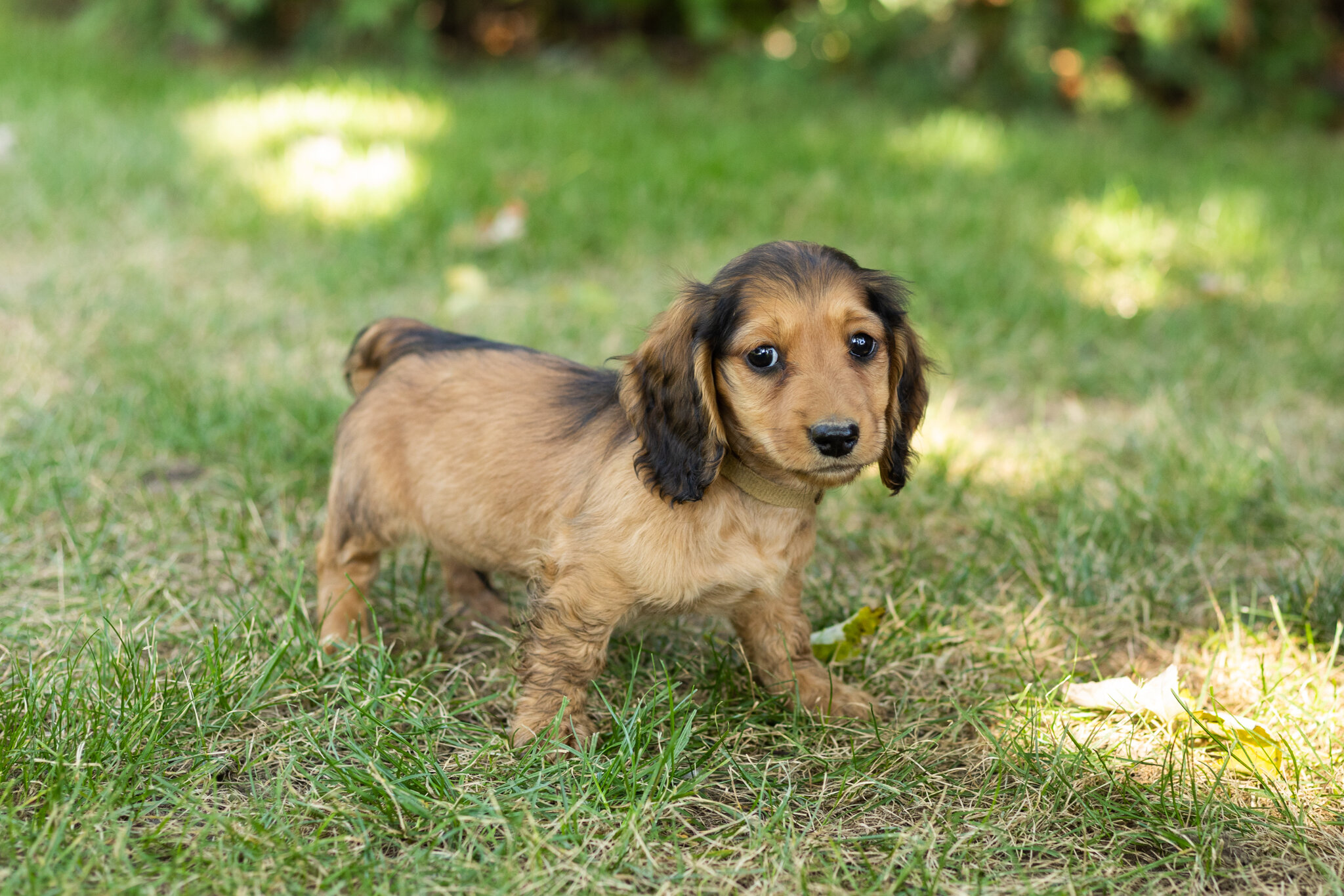 AKC mini dachshund male pup in Indiana (Milo) image 3