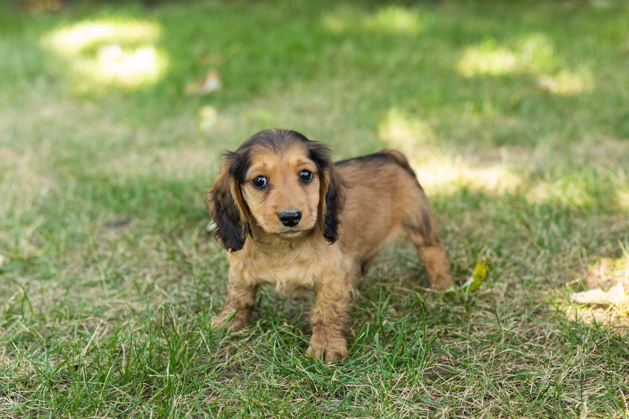 AKC mini dachshund male pup in Indiana (Milo) image 1