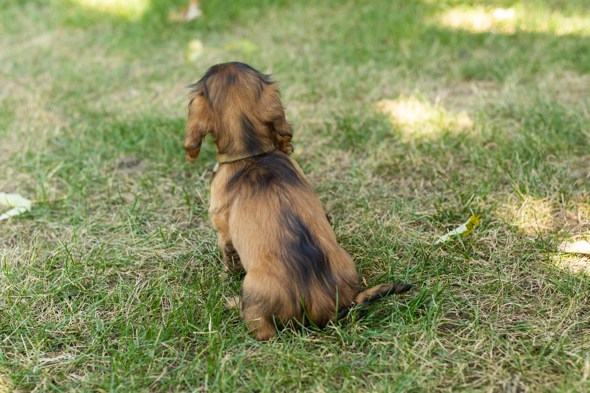 AKC mini dachshund male pup in Indiana (Milo) image 4