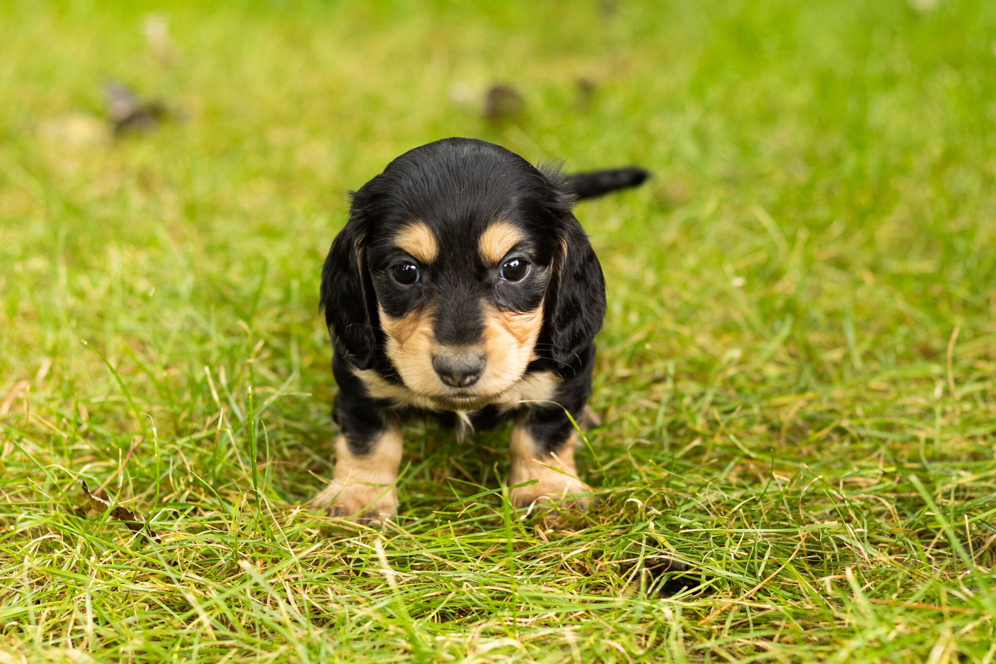 AKC mini Dachshund male pup in Indiana (Hunter) image 2