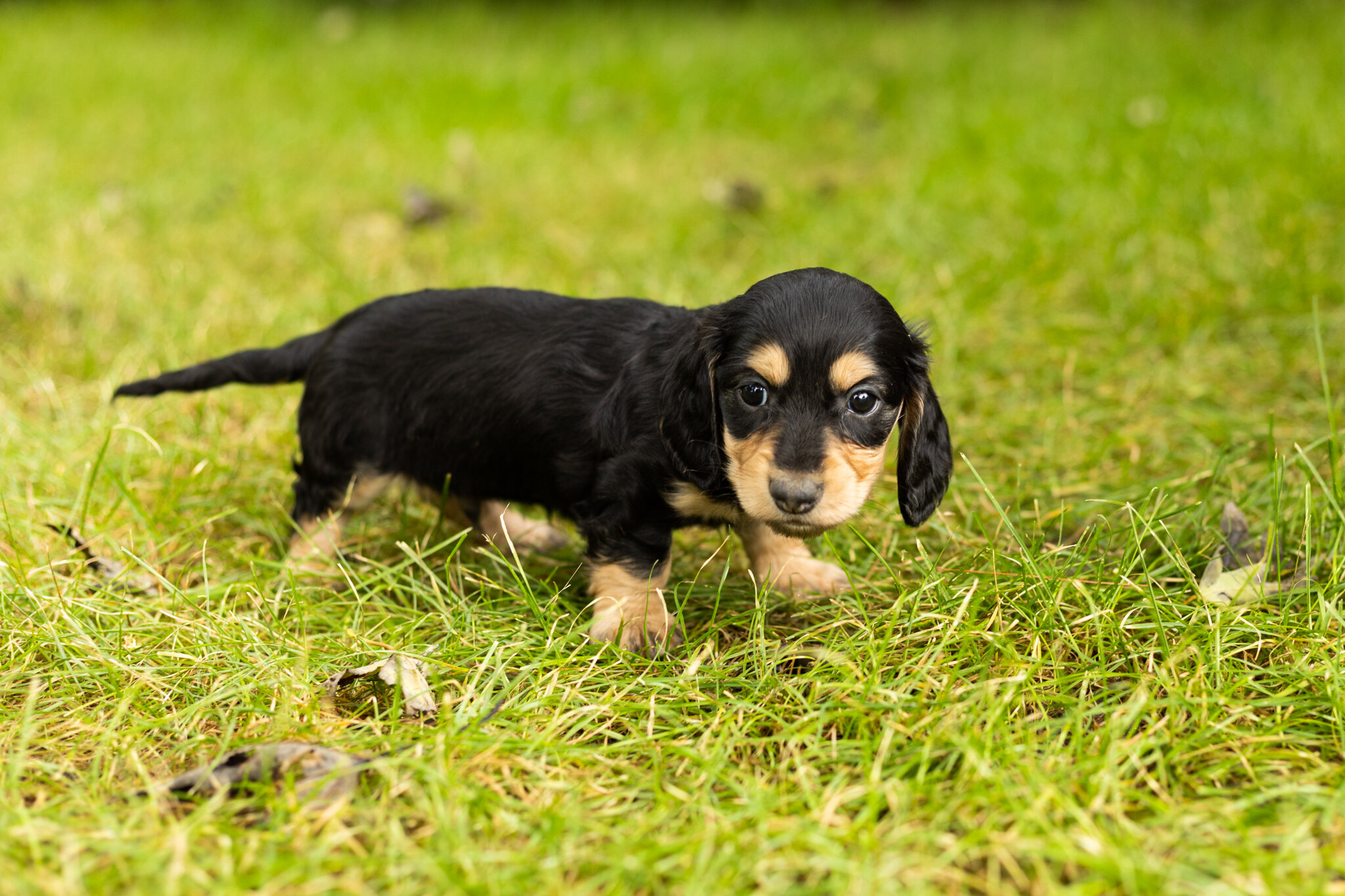 AKC mini Dachshund male pup in Indiana (Hunter) image 1