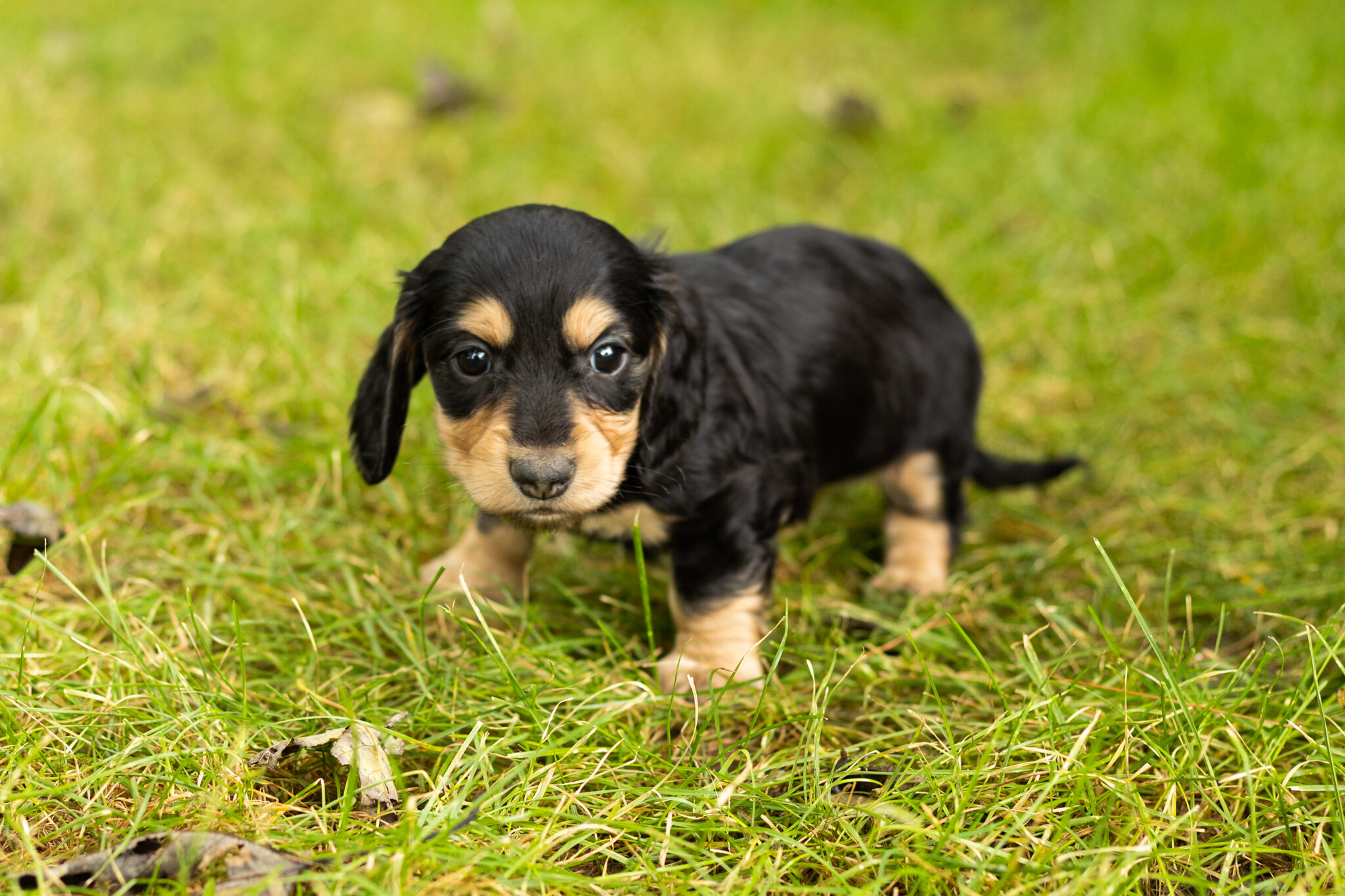 AKC mini Dachshund male pup in Indiana (Hunter) image 3