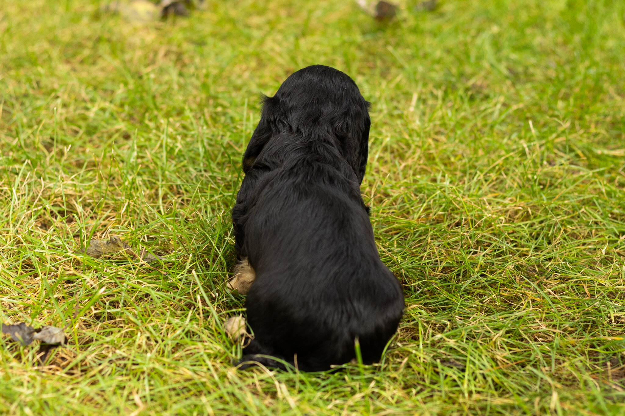 AKC mini Dachshund male pup in Indiana (Hunter) image 4