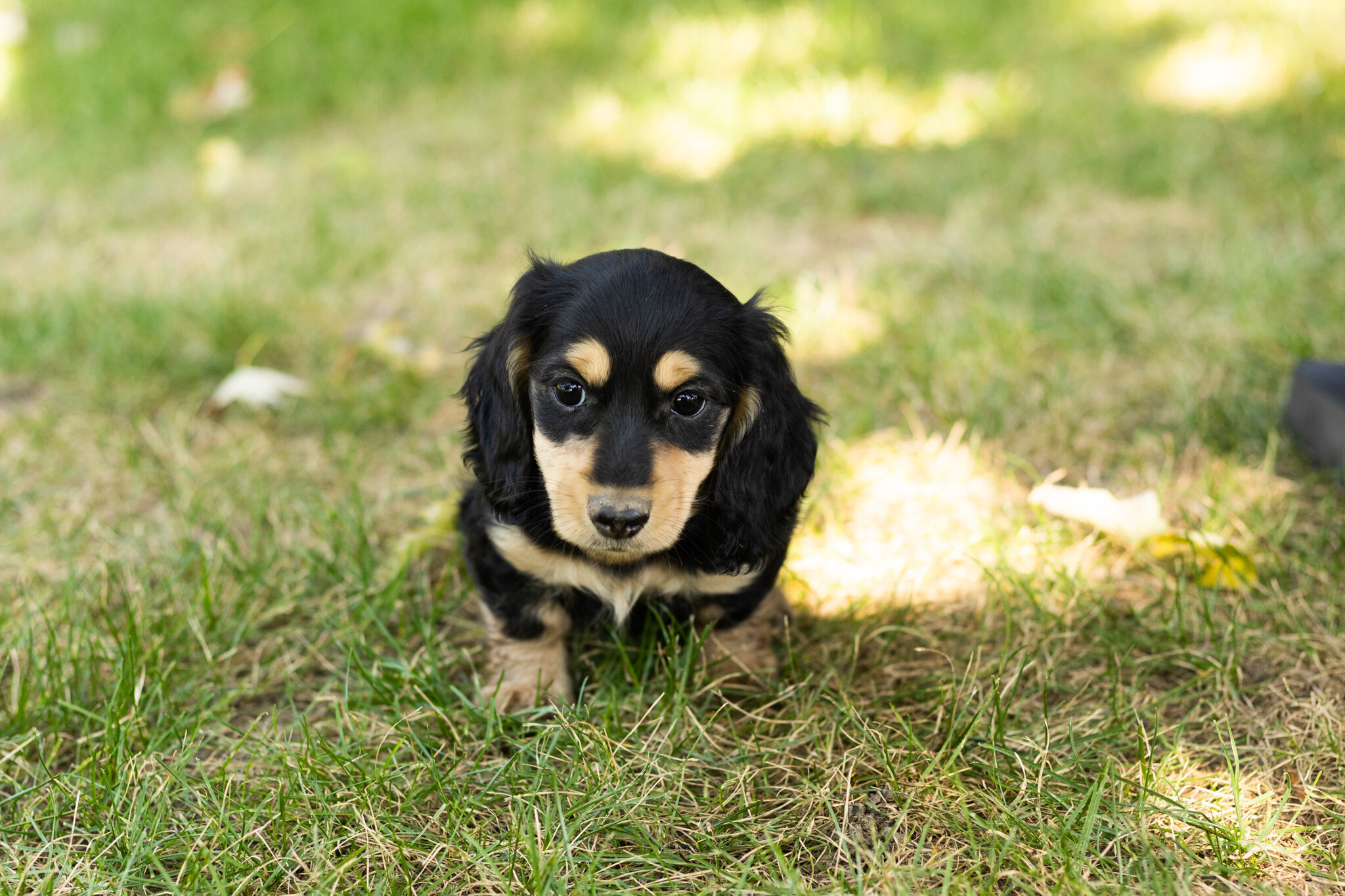 AKC mini Dachshund male pup in Indiana (Hunter) image 2