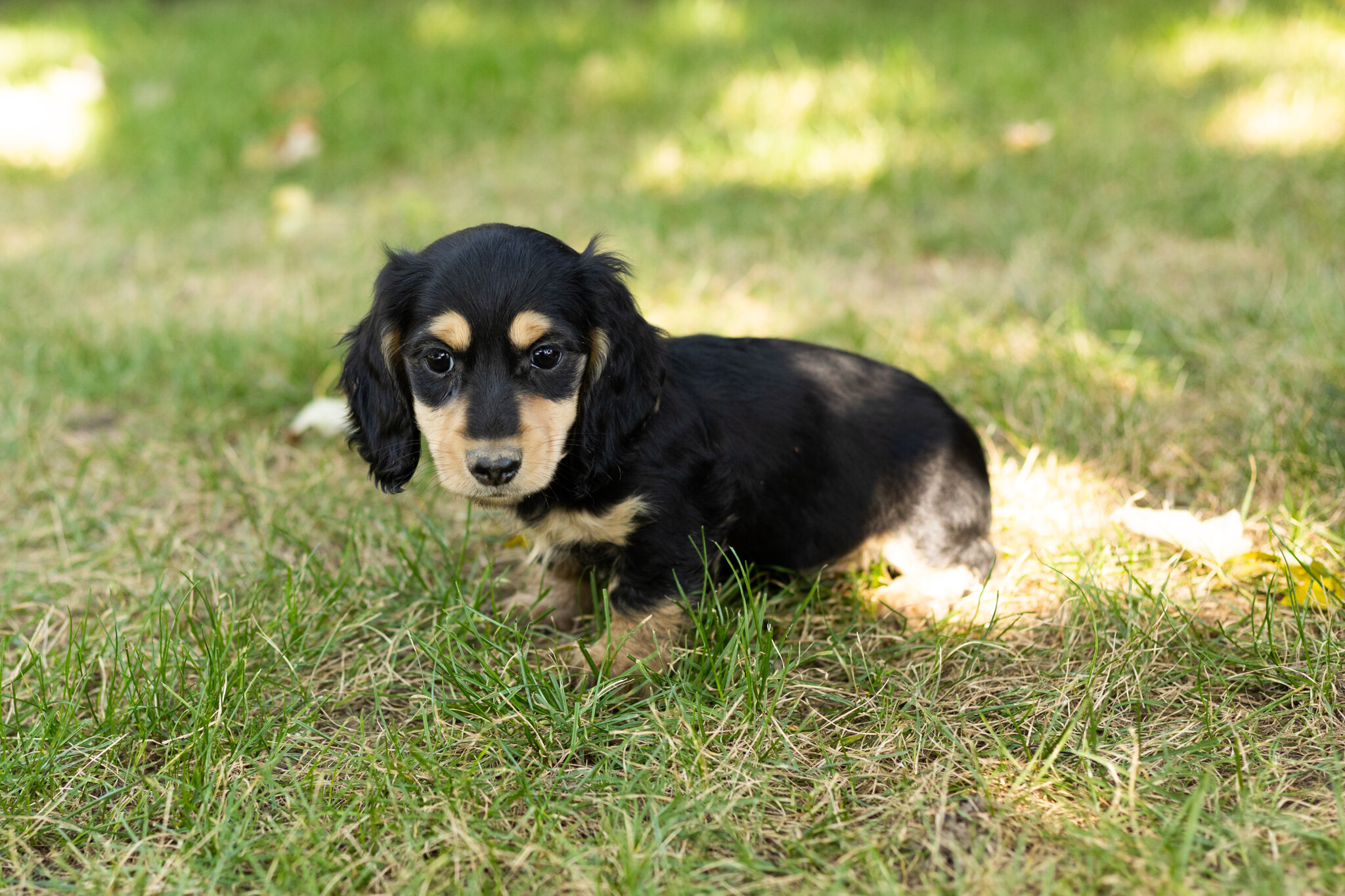 AKC mini Dachshund male pup in Indiana (Hunter) image 1