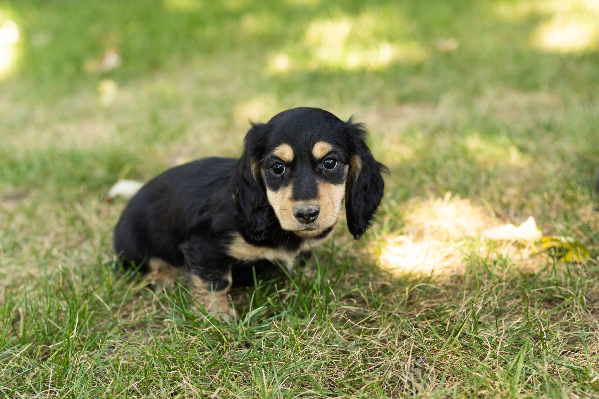 AKC mini Dachshund male pup in Indiana (Hunter) image 3