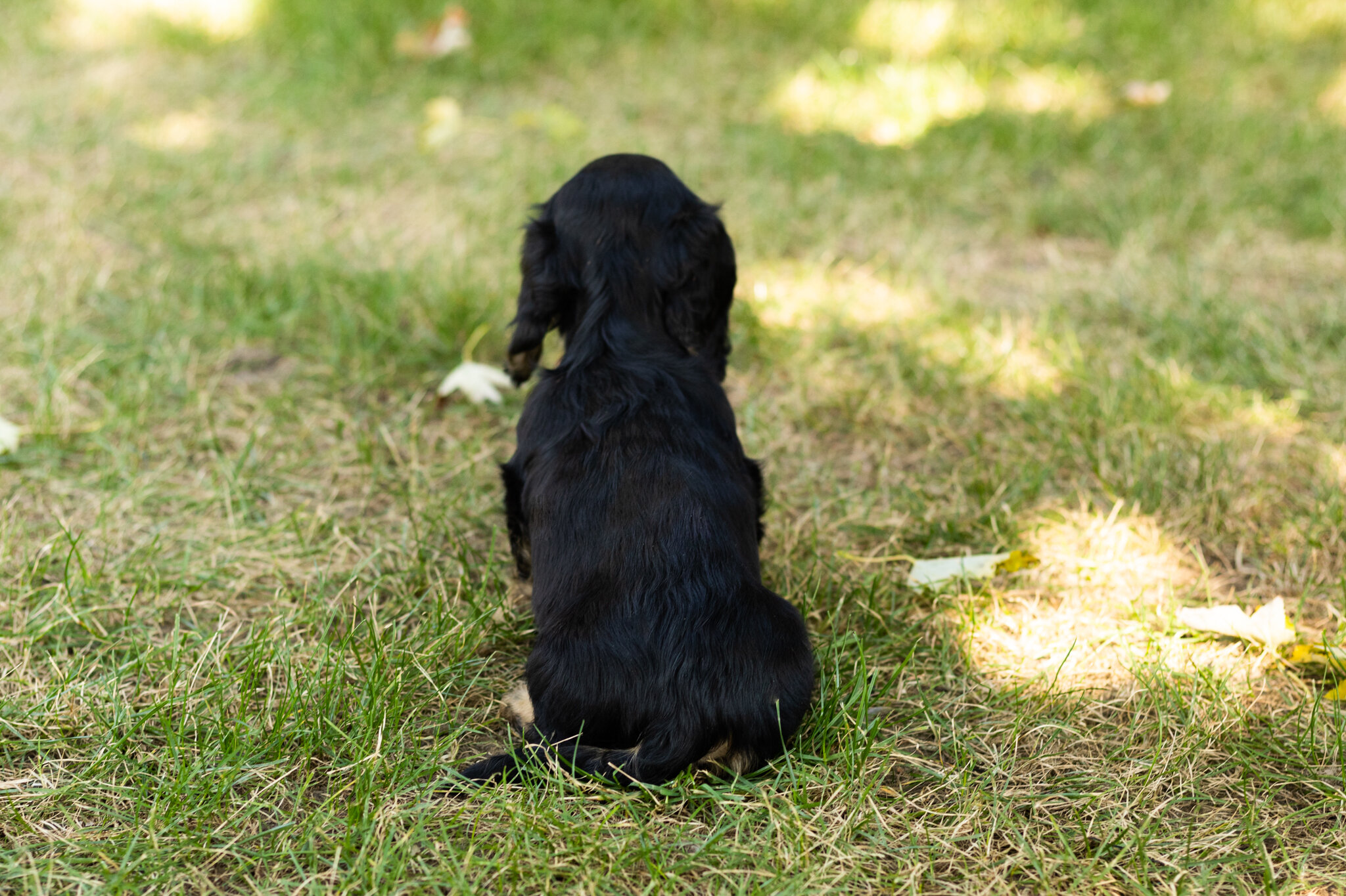 AKC mini Dachshund male pup in Indiana (Hunter) image 4