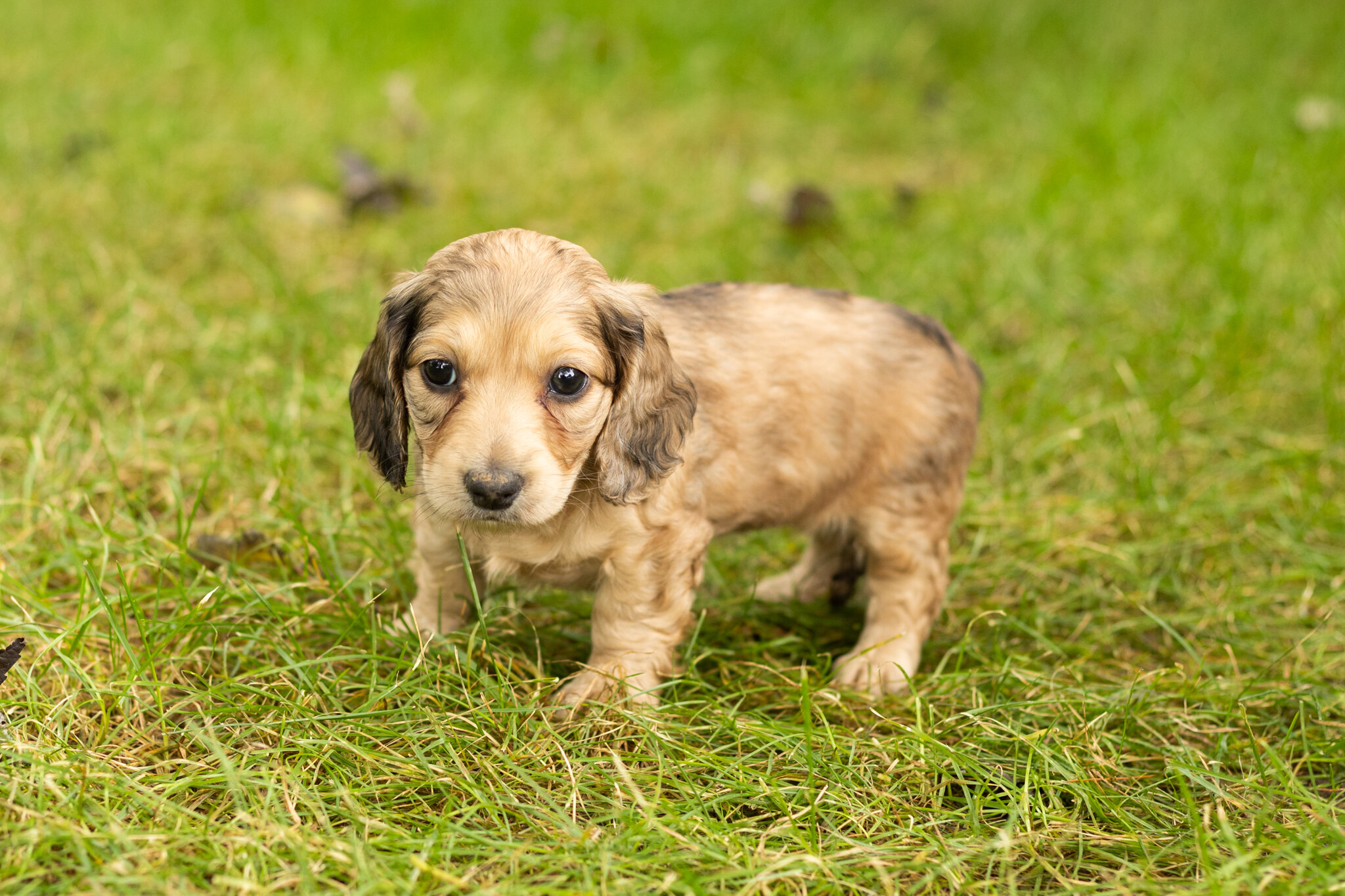 AKC mini dachshund female pup in Indiana (Sophia) image 1