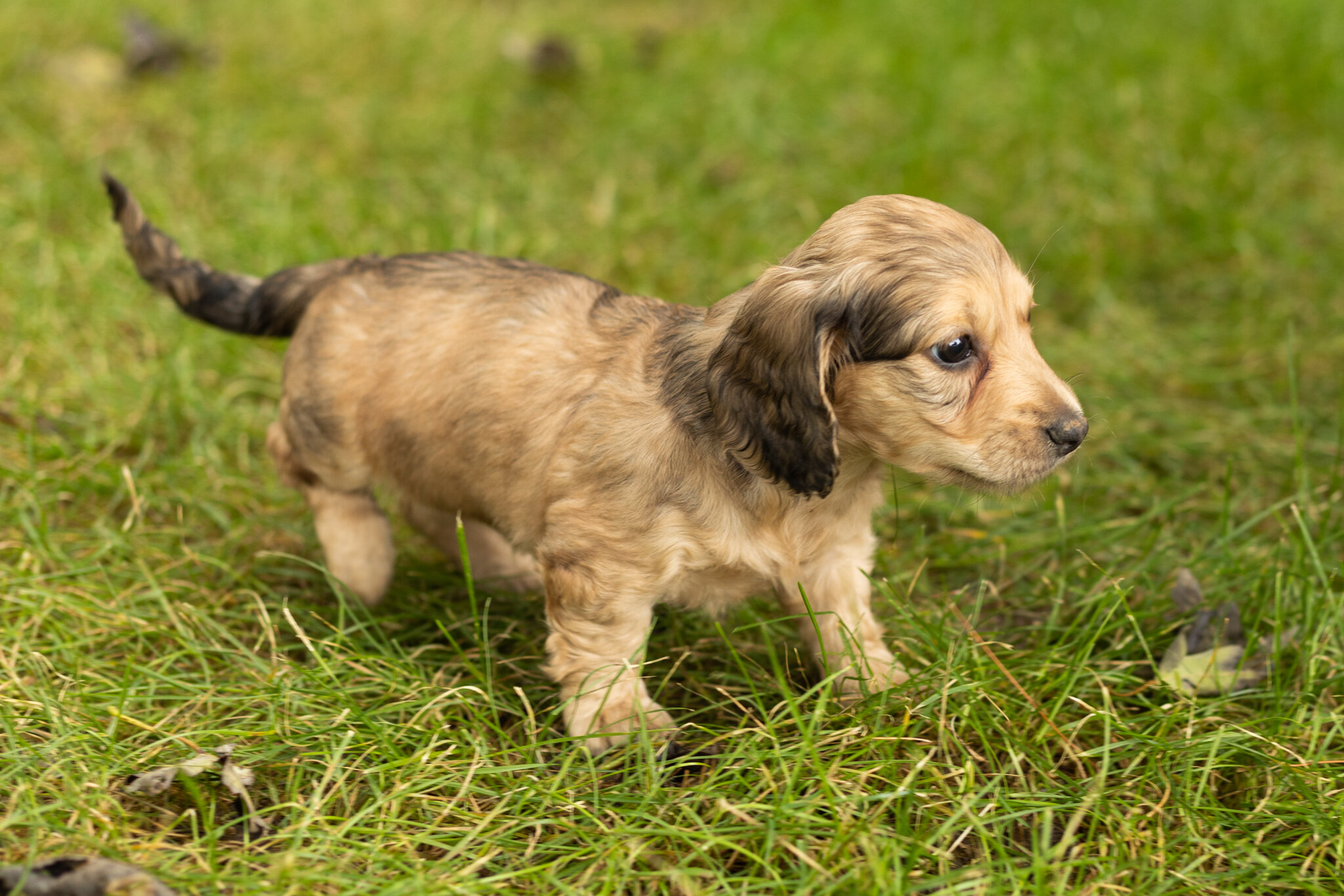 AKC mini dachshund female pup in Indiana (Sophia) image 2