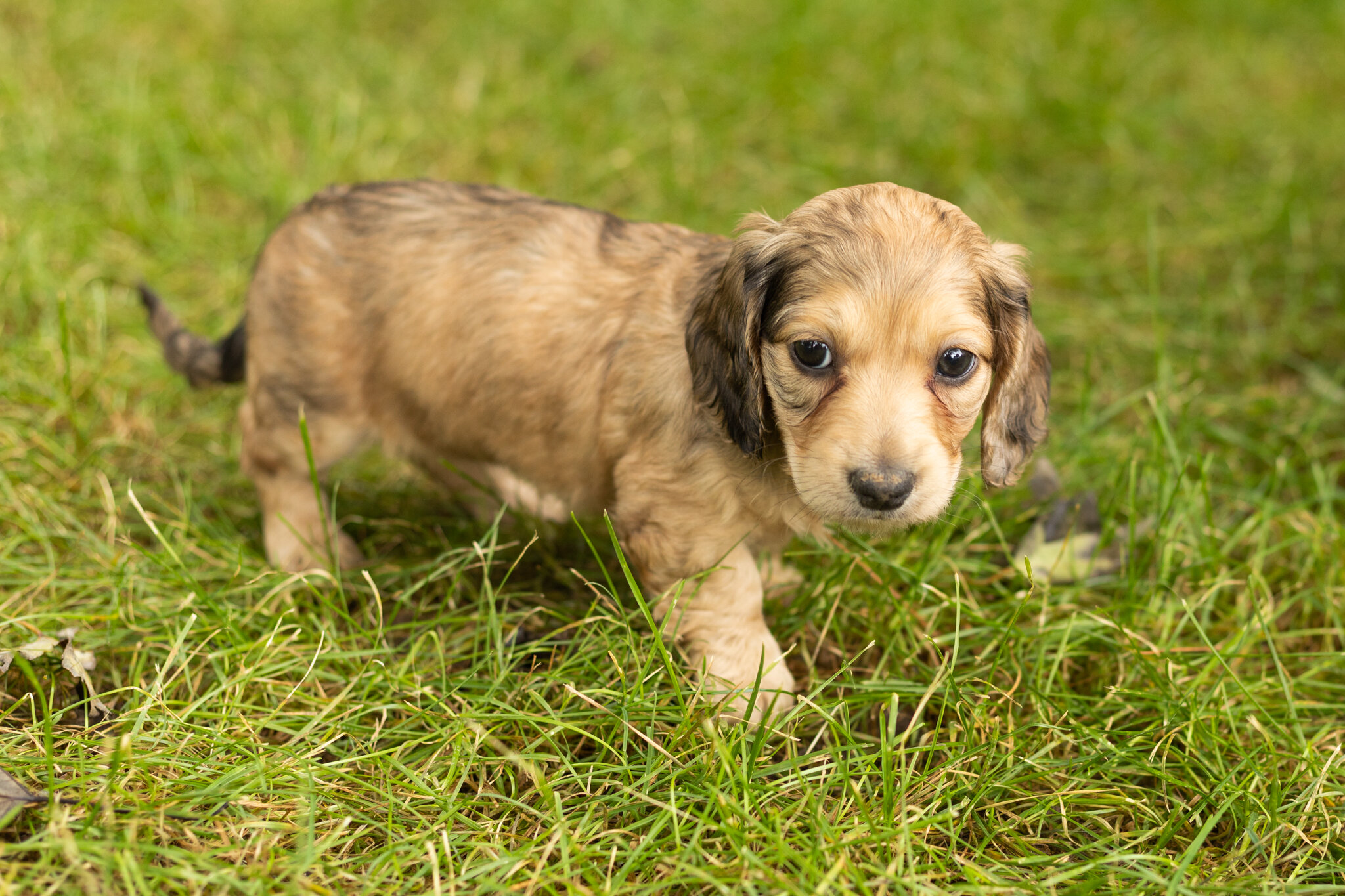 AKC mini dachshund female pup in Indiana (Sophia) image 3