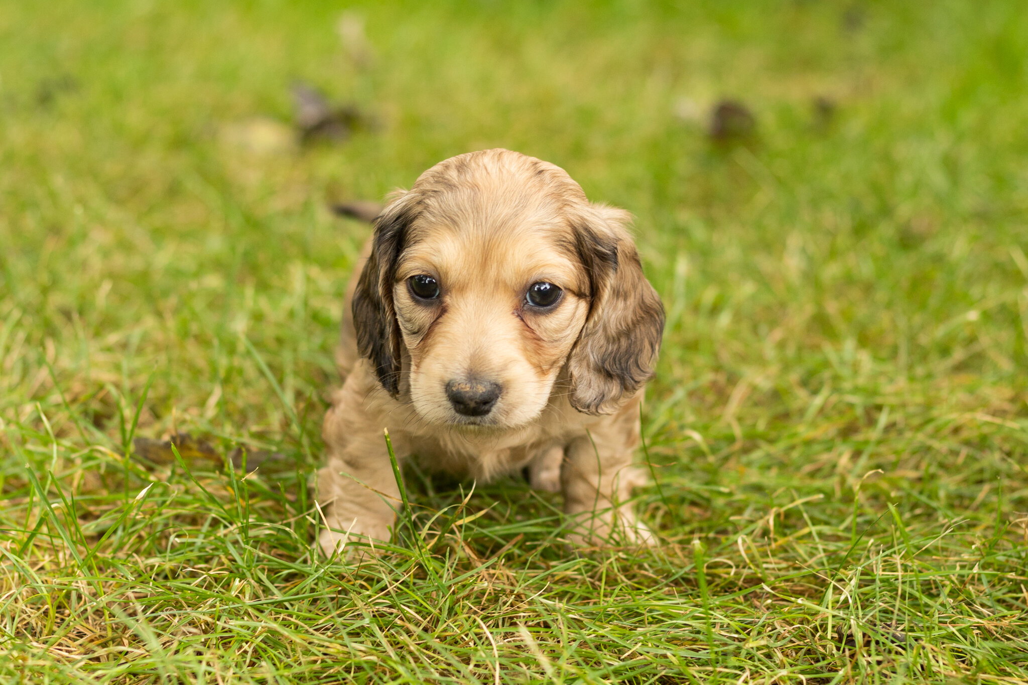 AKC mini dachshund female pup in Indiana (Sophia) image 4