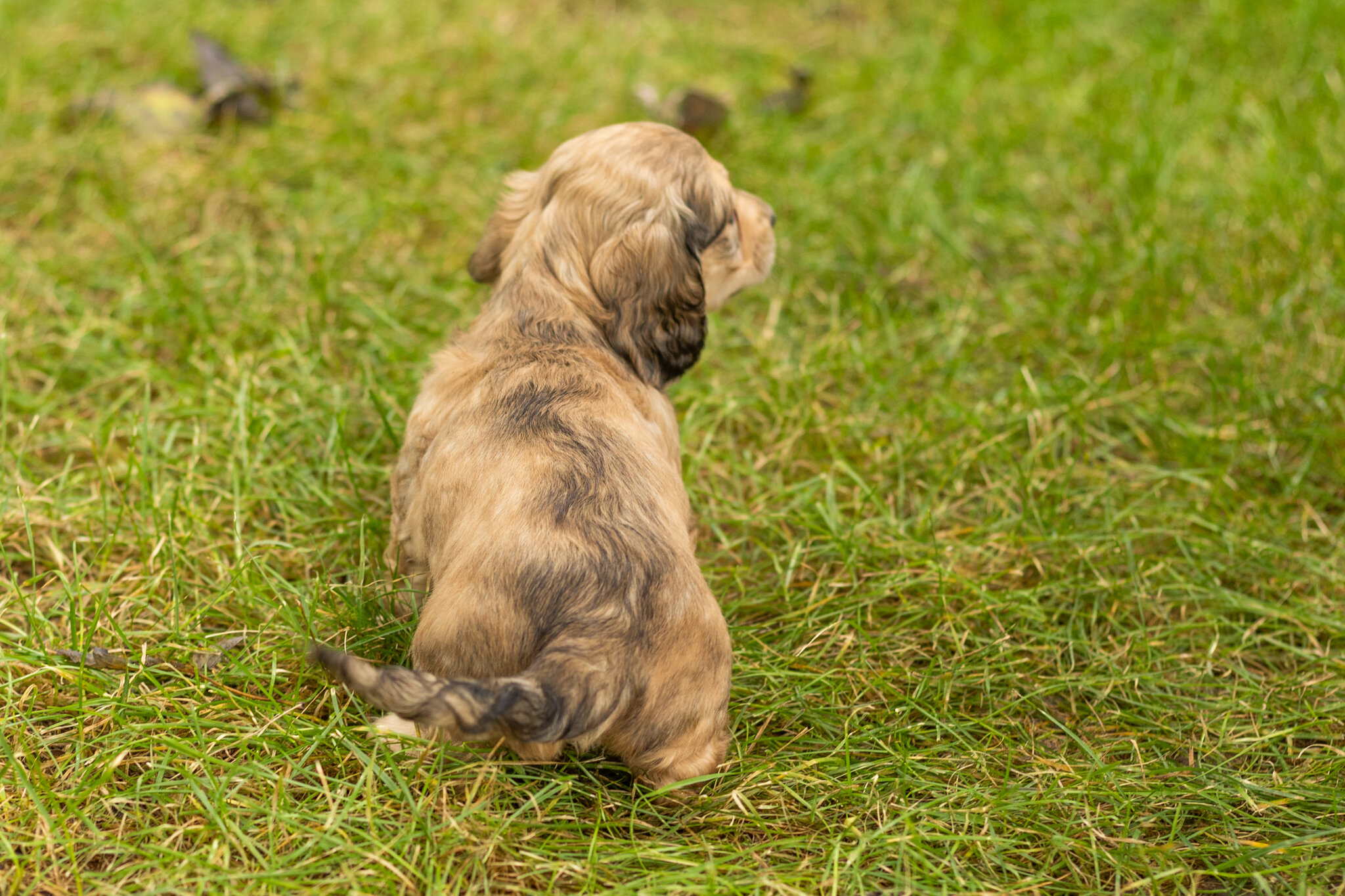 AKC mini dachshund female pup in Indiana (Sophia) image 5