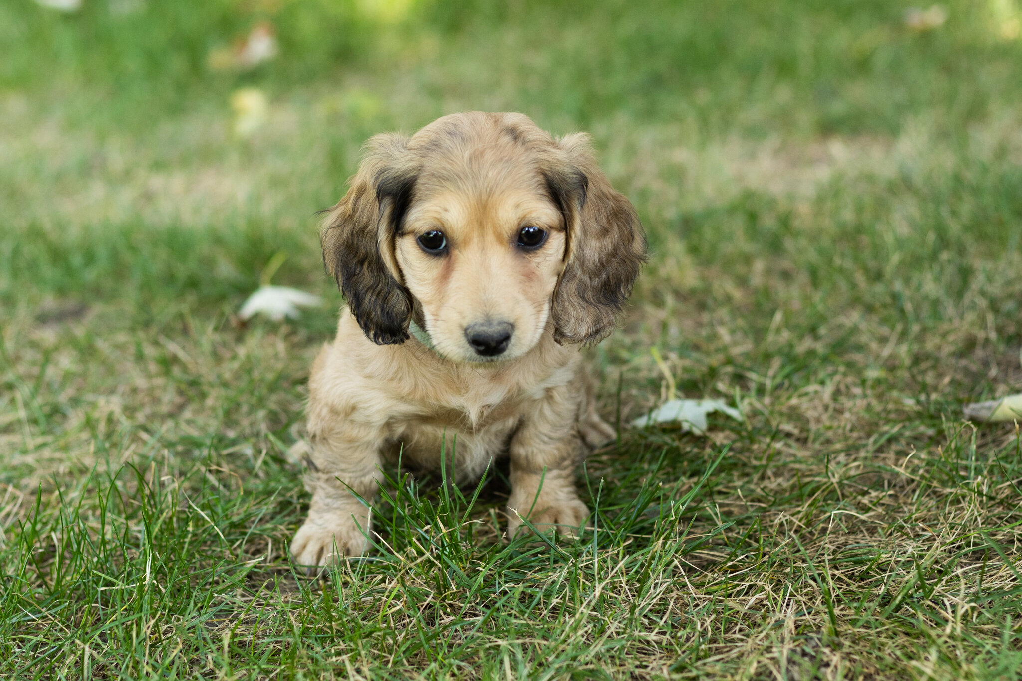 AKC mini dachshund female pup in Indiana (Sophia) image 1