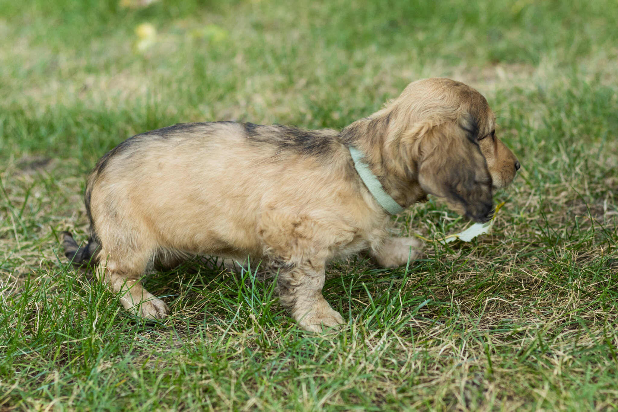 AKC mini dachshund female pup in Indiana (Sophia) image 2