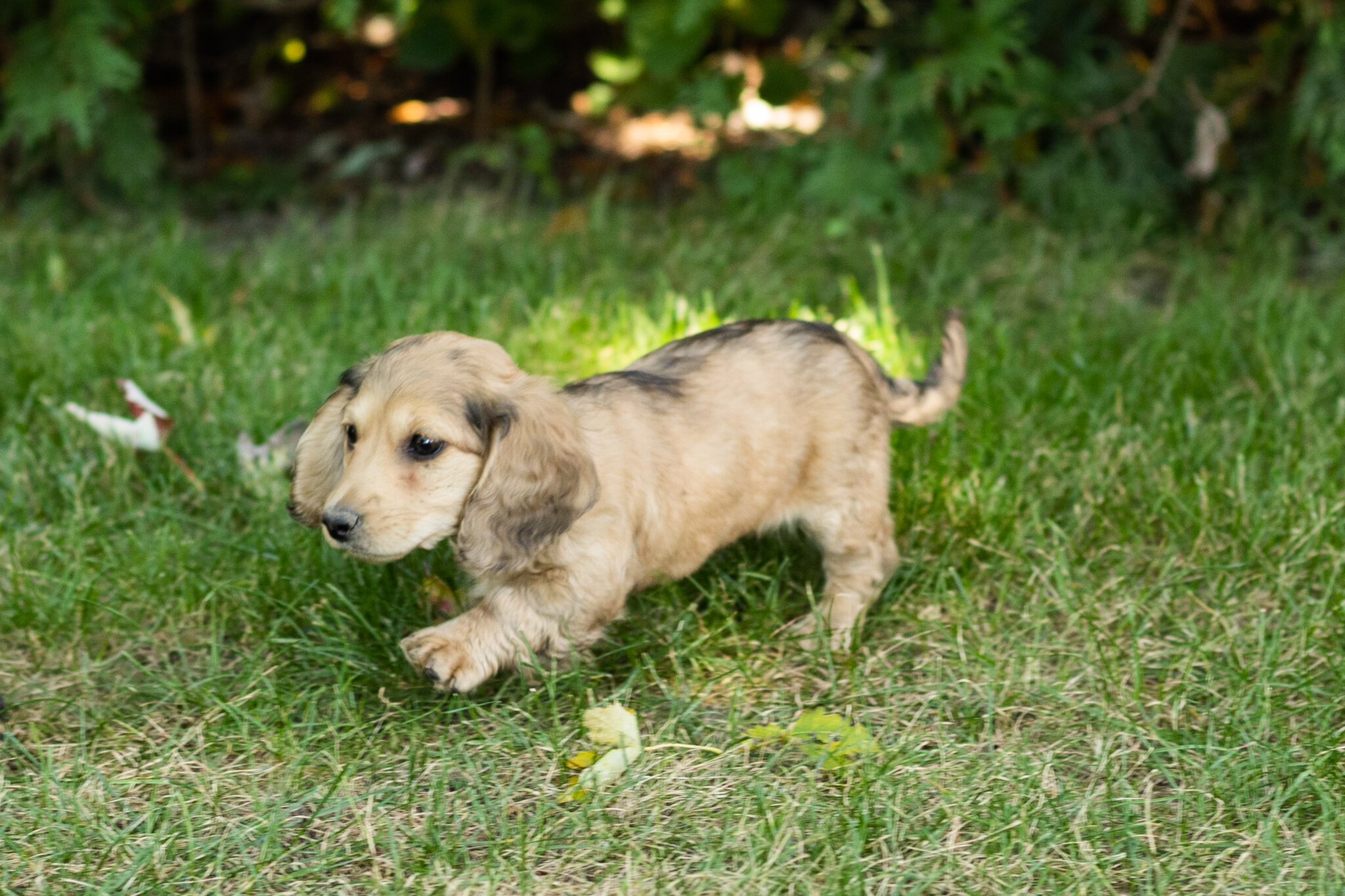 AKC mini dachshund female pup in Indiana (Sophia) image 3