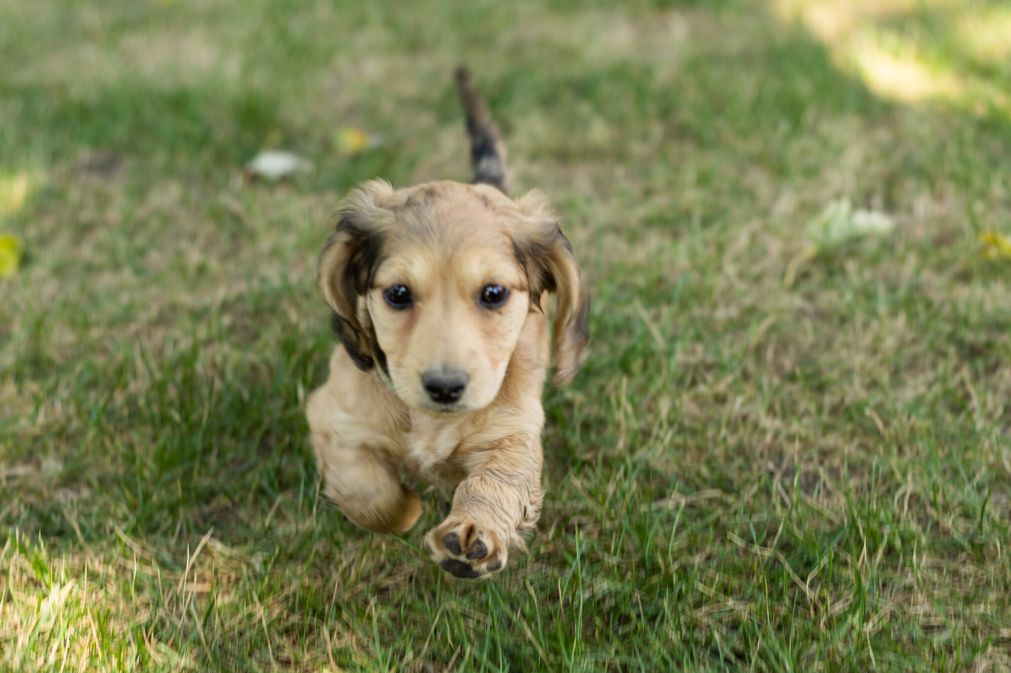 AKC mini dachshund female pup in Indiana (Sophia) image 4