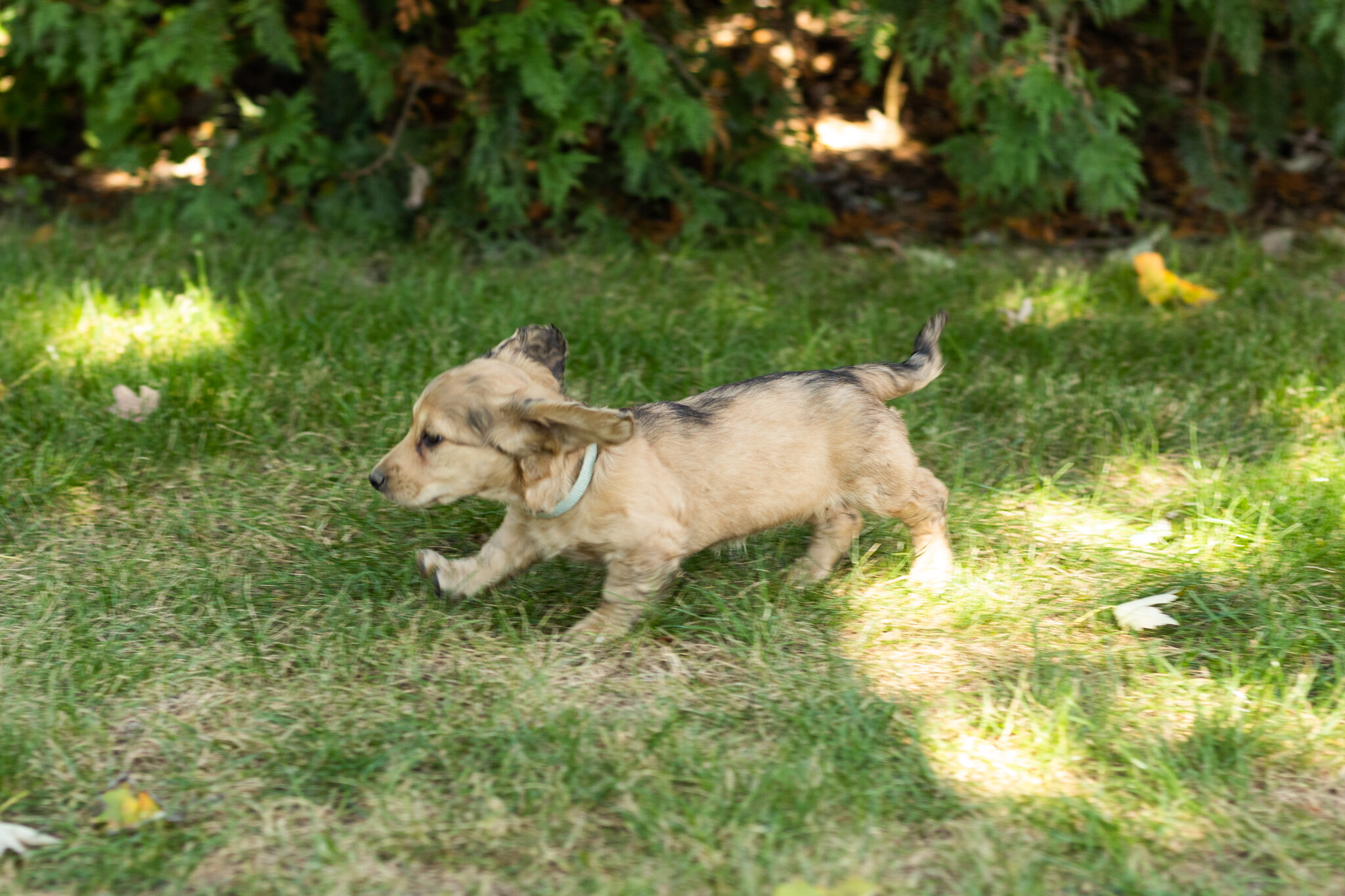 AKC mini dachshund female pup in Indiana (Sophia) image 5