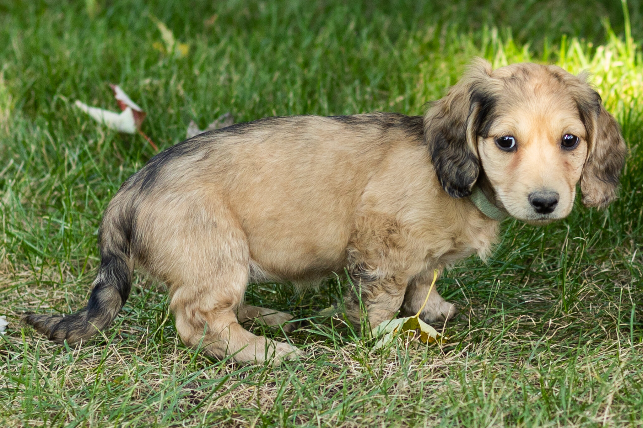 AKC mini dachshund female pup in Indiana (Sophia) image 6