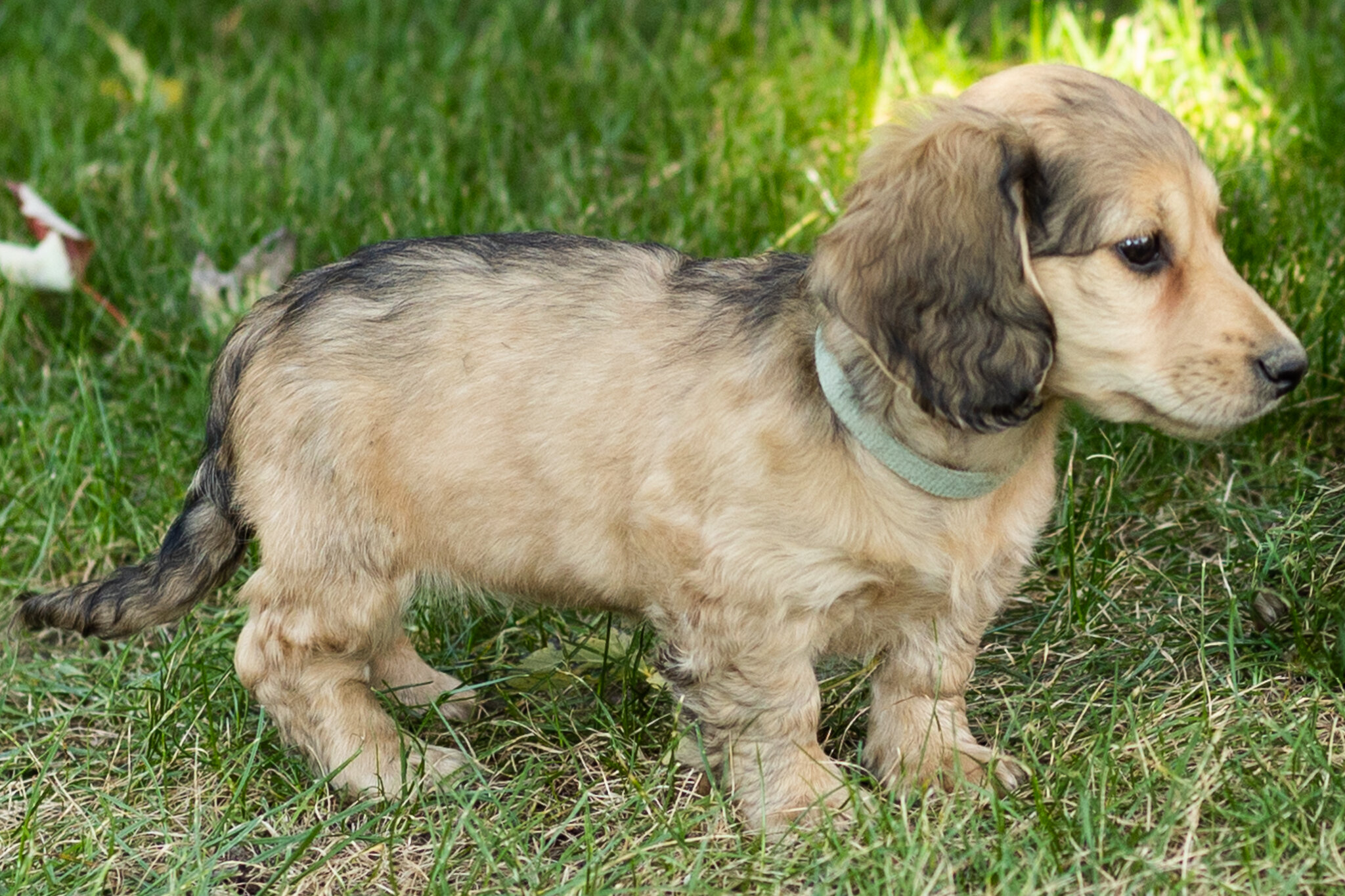 AKC mini dachshund female pup in Indiana (Sophia) image 7