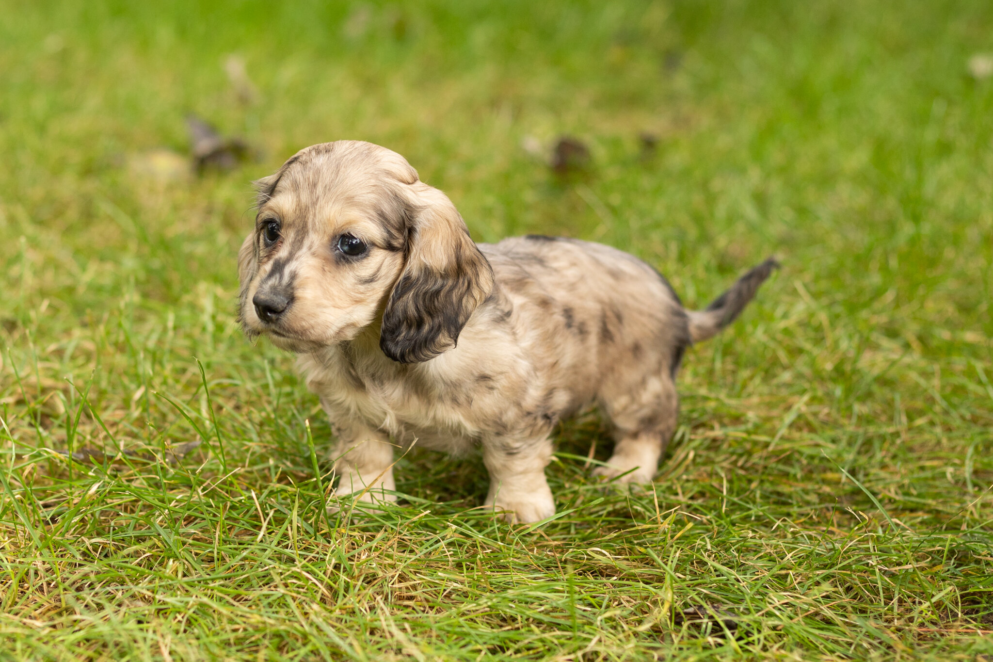 AKC mini dachshund female pup in Indiana (Lucy) image 2