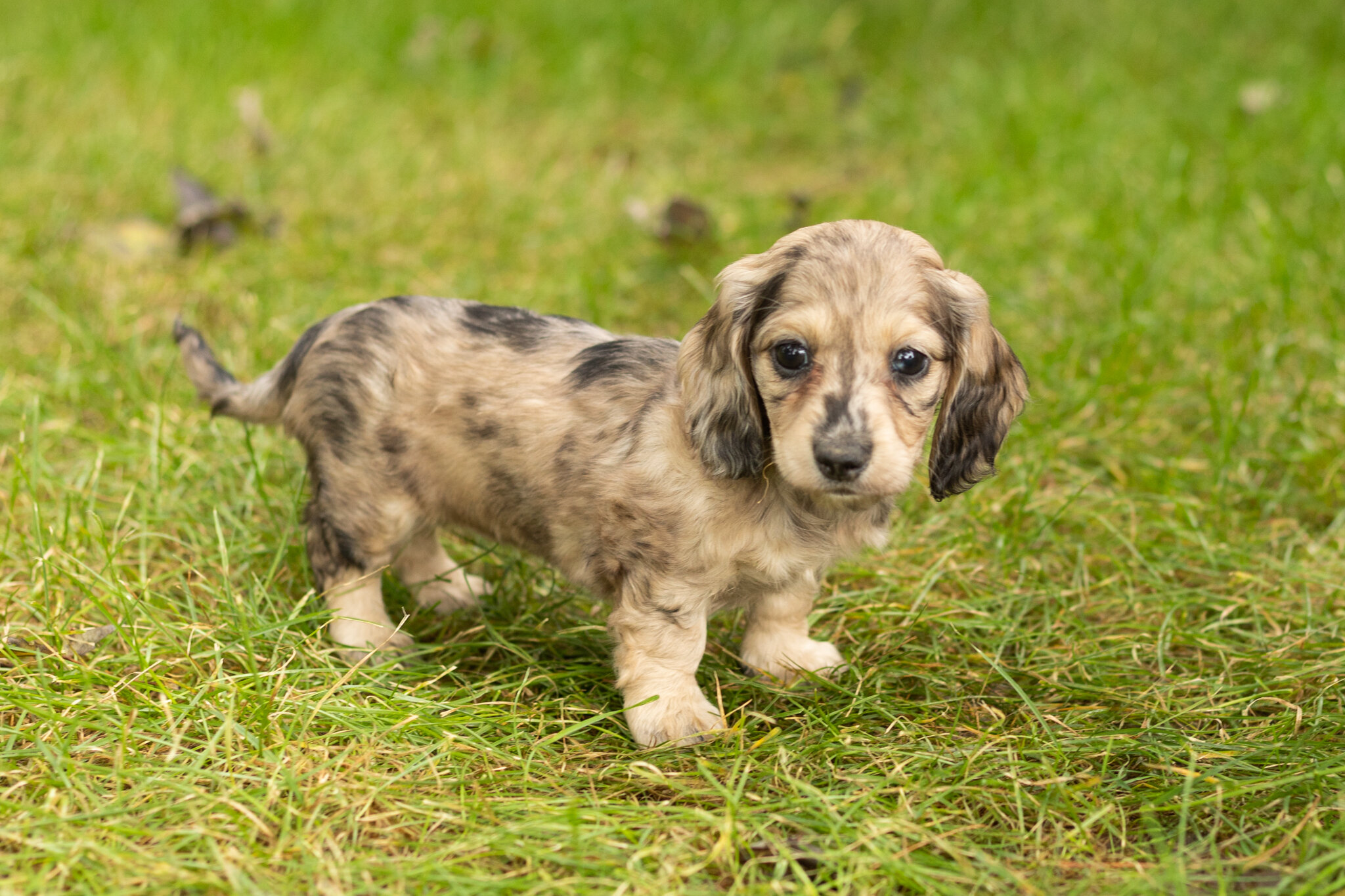 AKC mini dachshund female pup in Indiana (Lucy) image 1