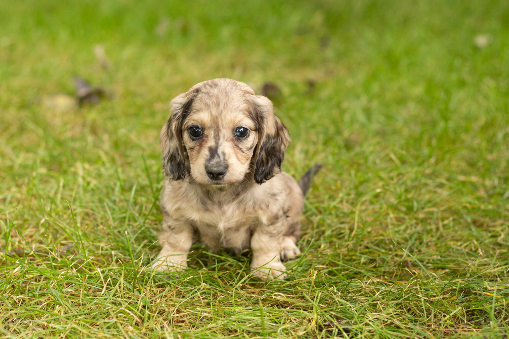 AKC mini dachshund female pup in Indiana (Lucy) image 3
