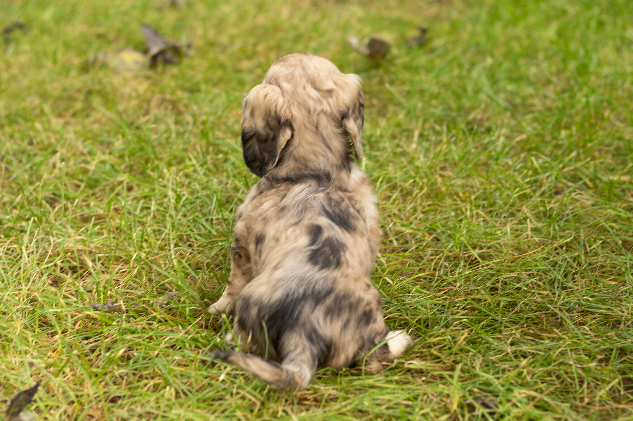 AKC mini dachshund female pup in Indiana (Lucy) image 4