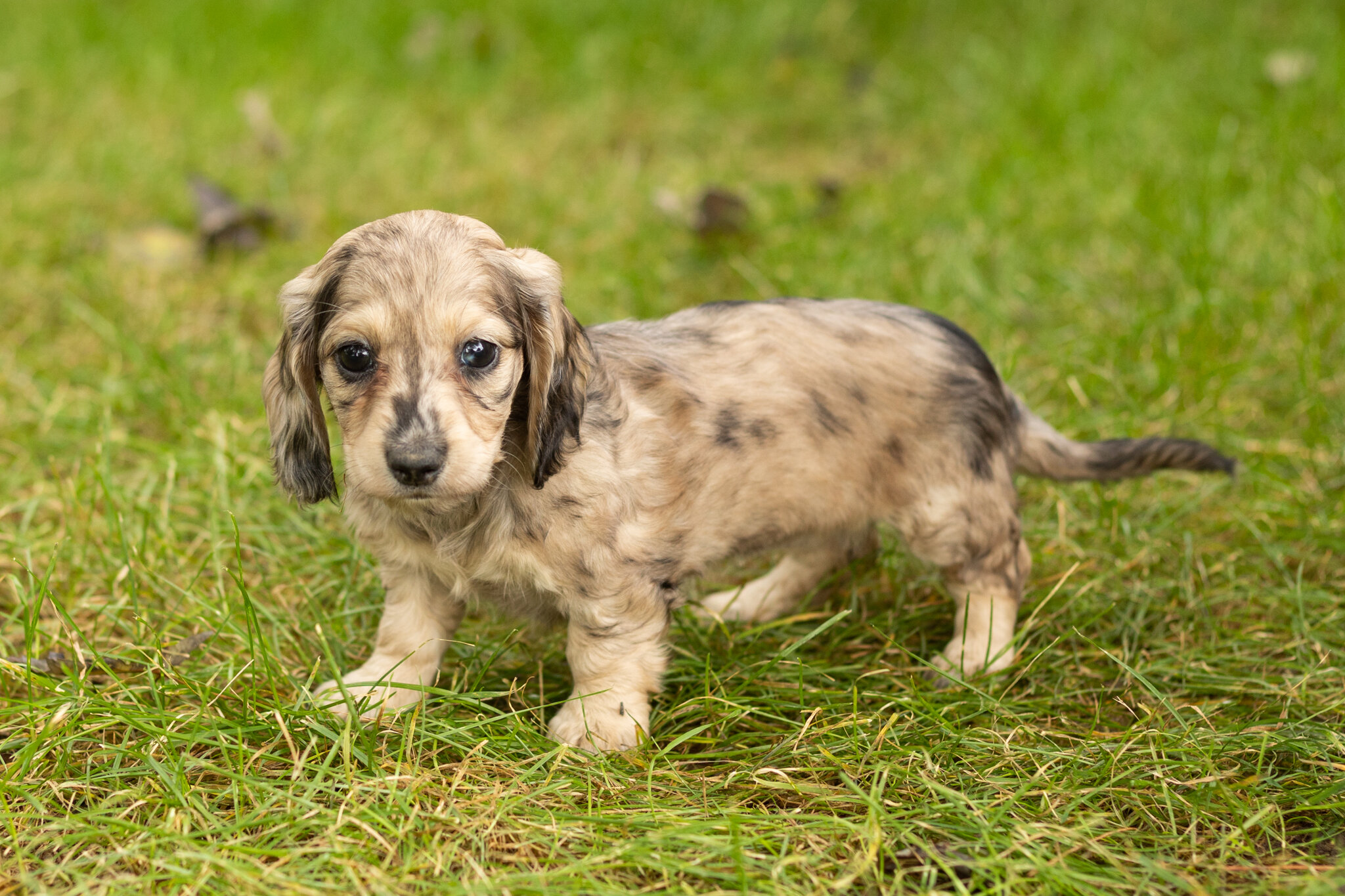 AKC mini dachshund female pup in Indiana (Lucy) image 5