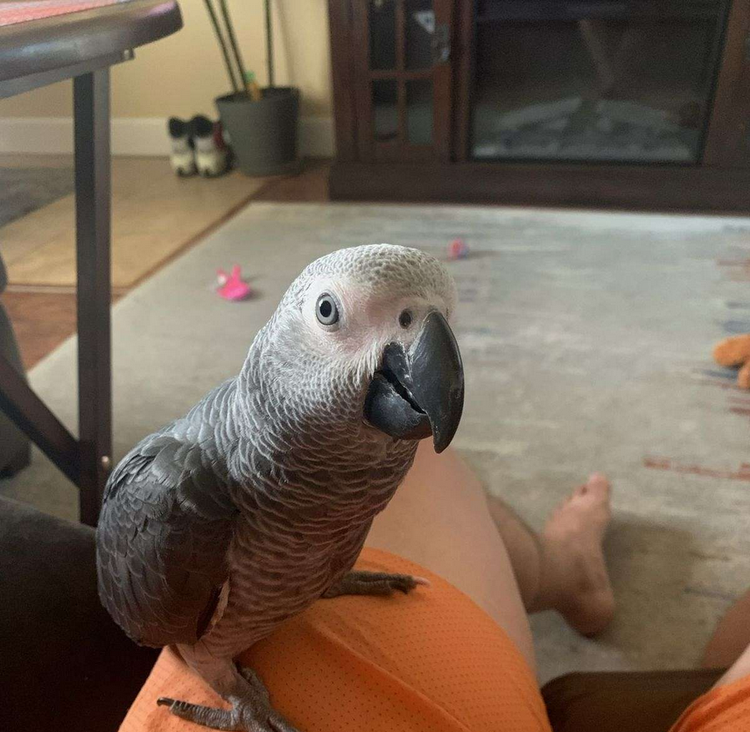Smart Baby Congo African Grey image 4