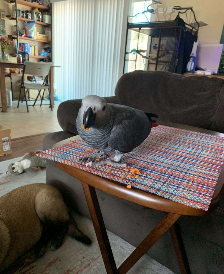 Smart Baby Congo African Grey image 3