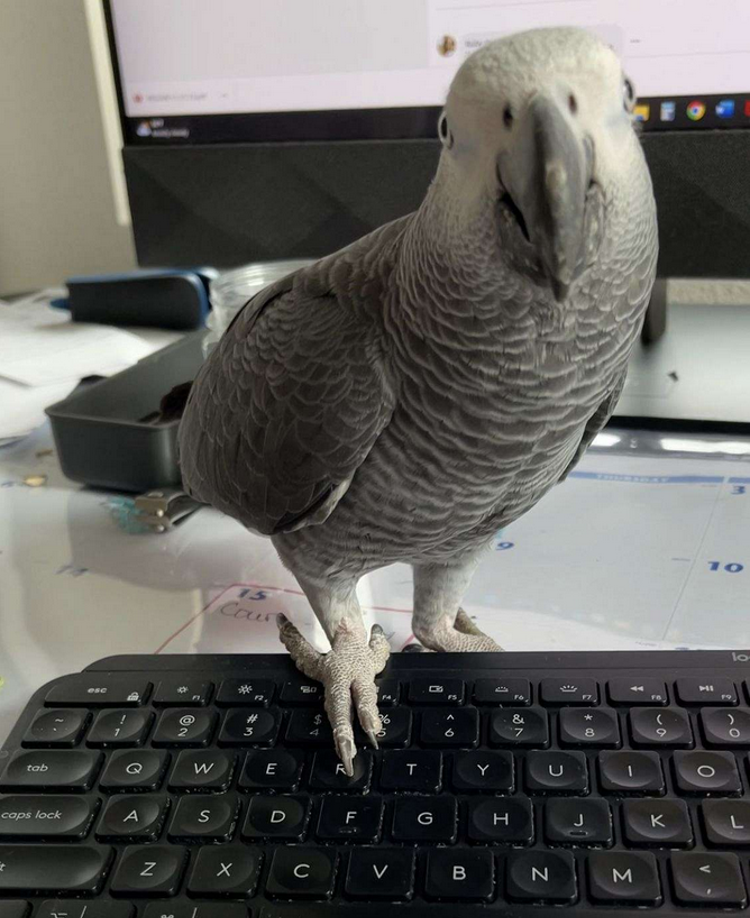 Smart Baby Congo African Grey image 2