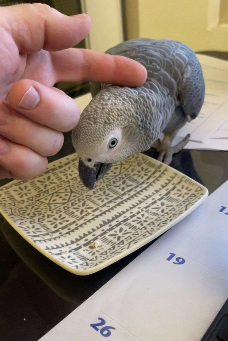 Smart Baby Congo African Grey image 1