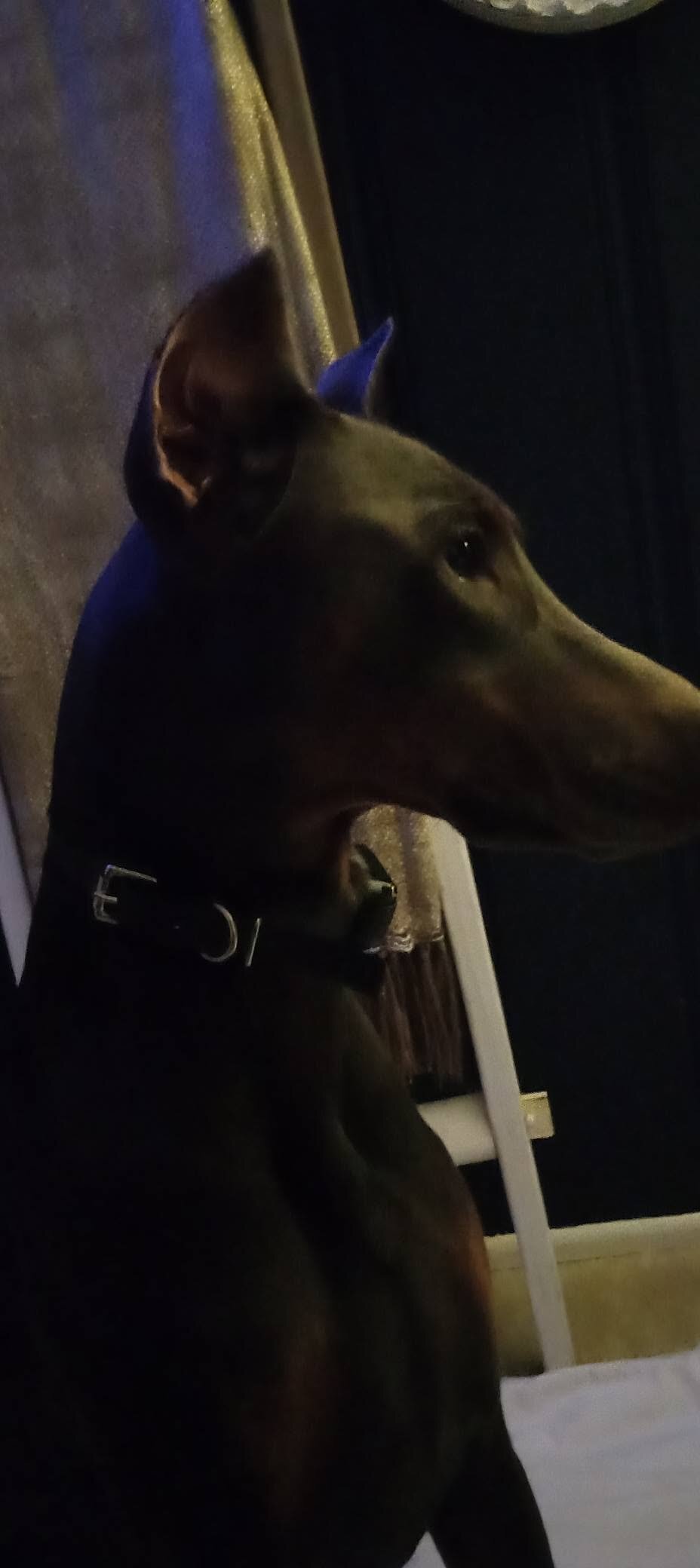 Three yr. old Doberman image 2
